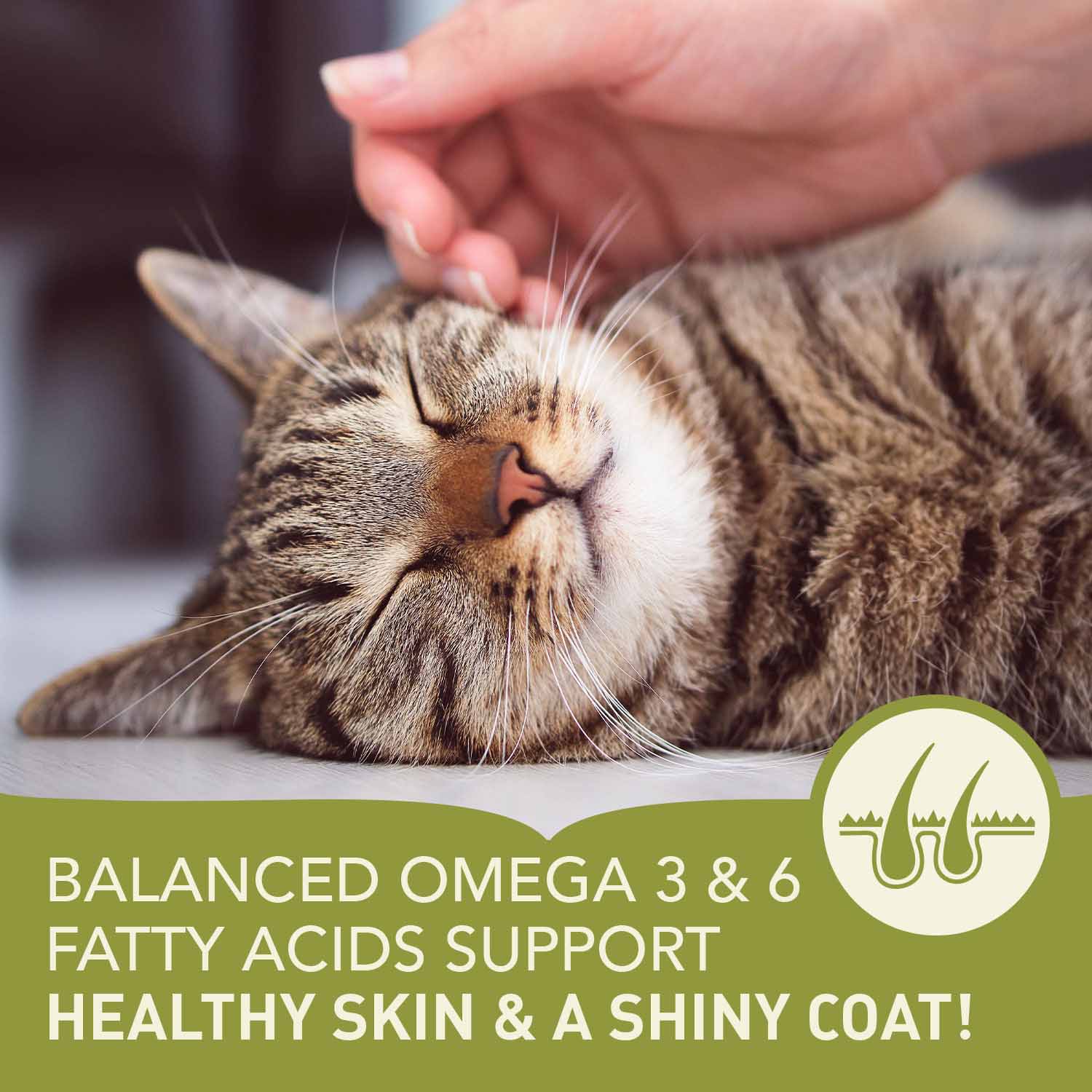 Acana Grain Free Pacifica Dry Cat Food - Image 10