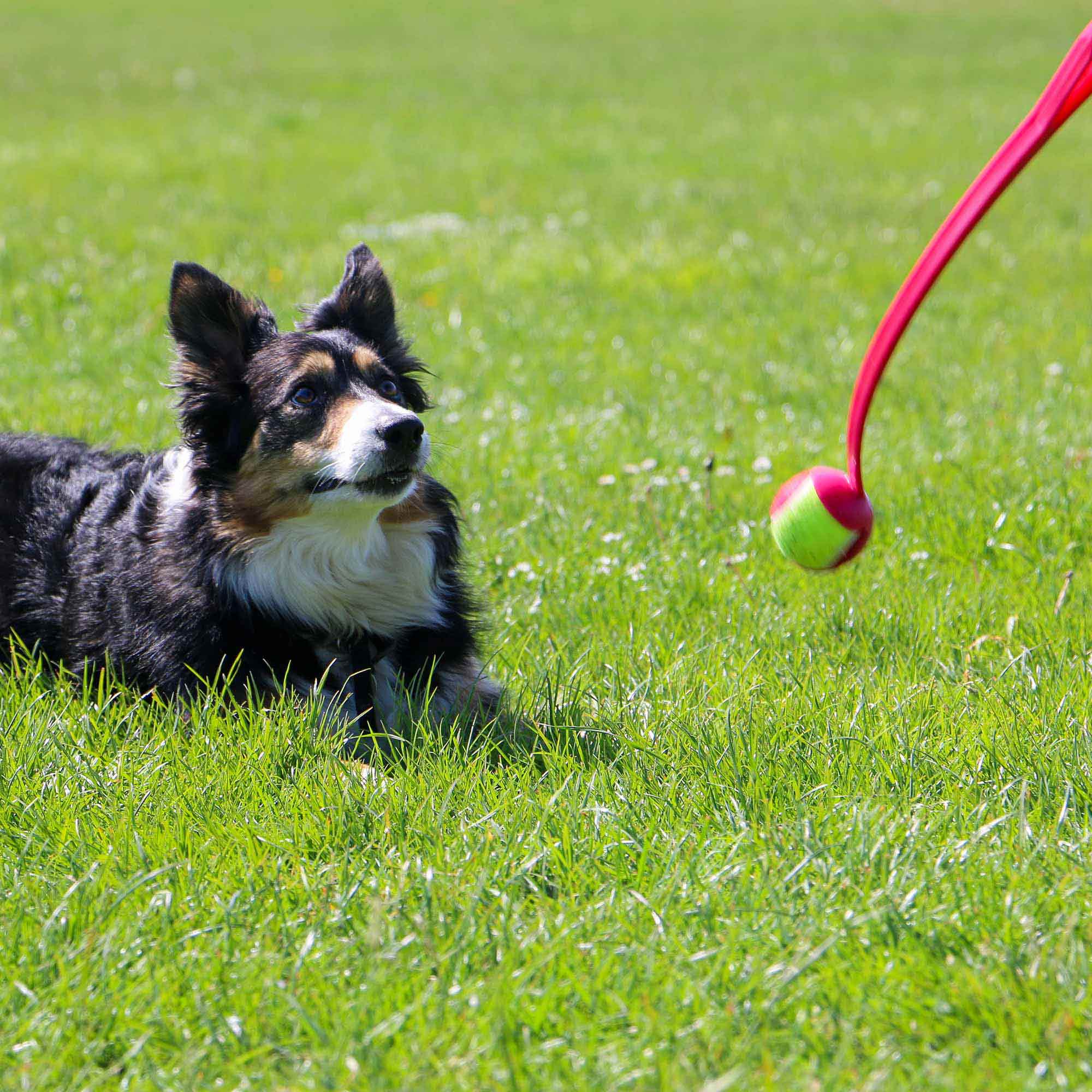 Ancol Tennis Ball Launcher - Image 3