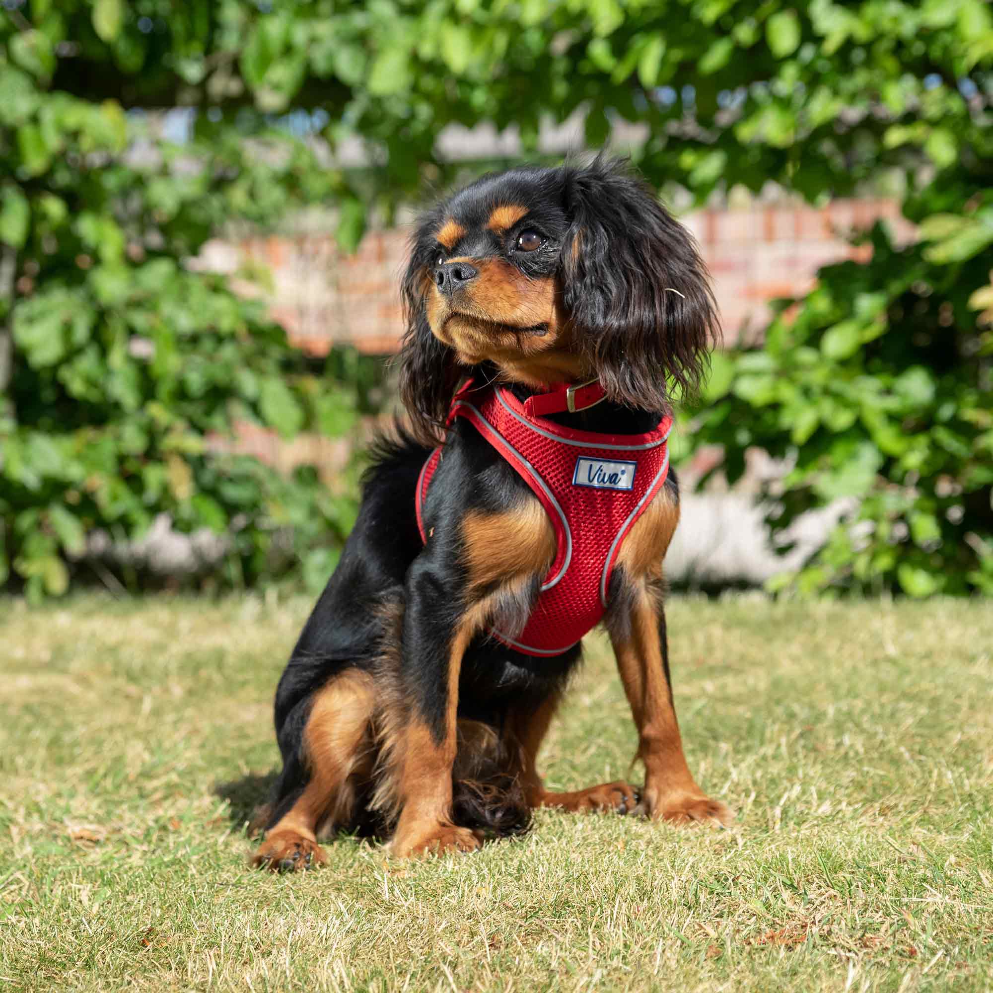 Ancol Viva Comfort Mesh Dog Harness - Red