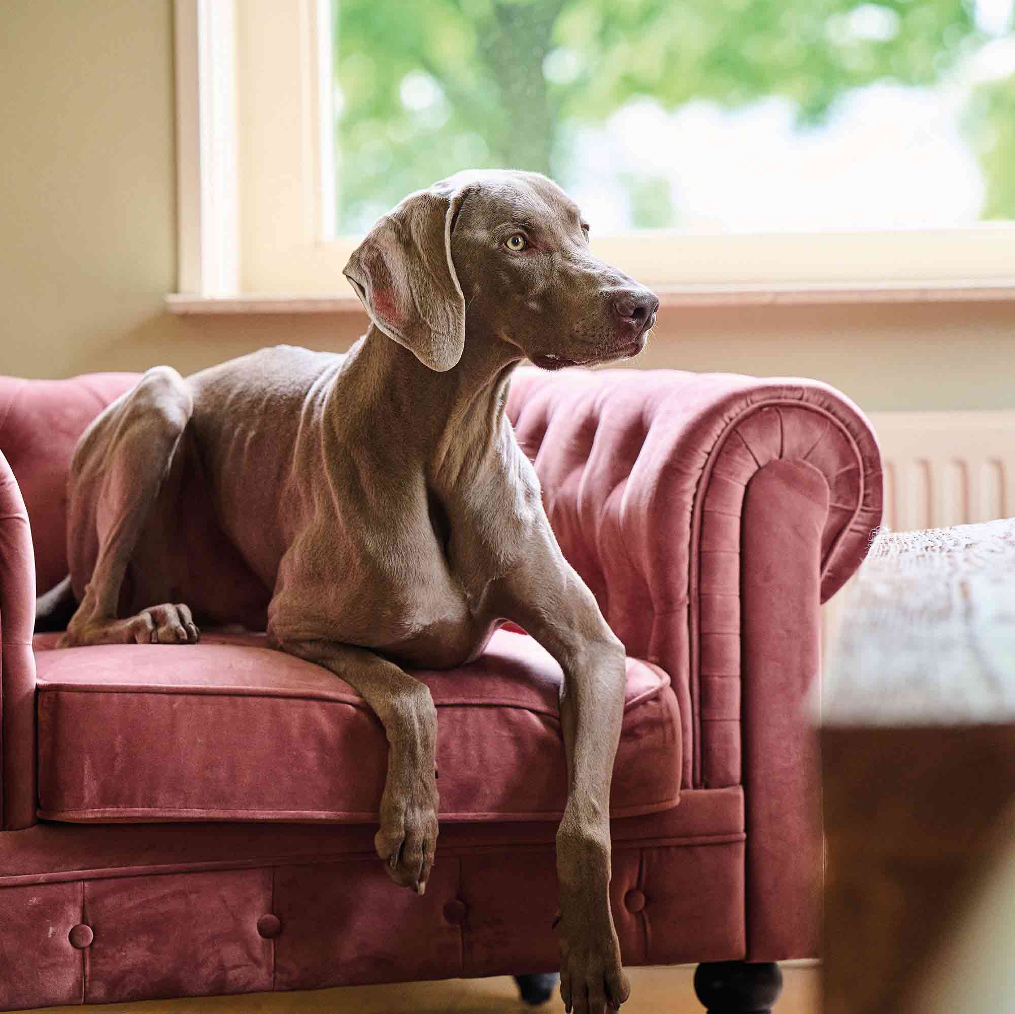 Beaphar Calming Valerian Spot On for Dogs - Image 3