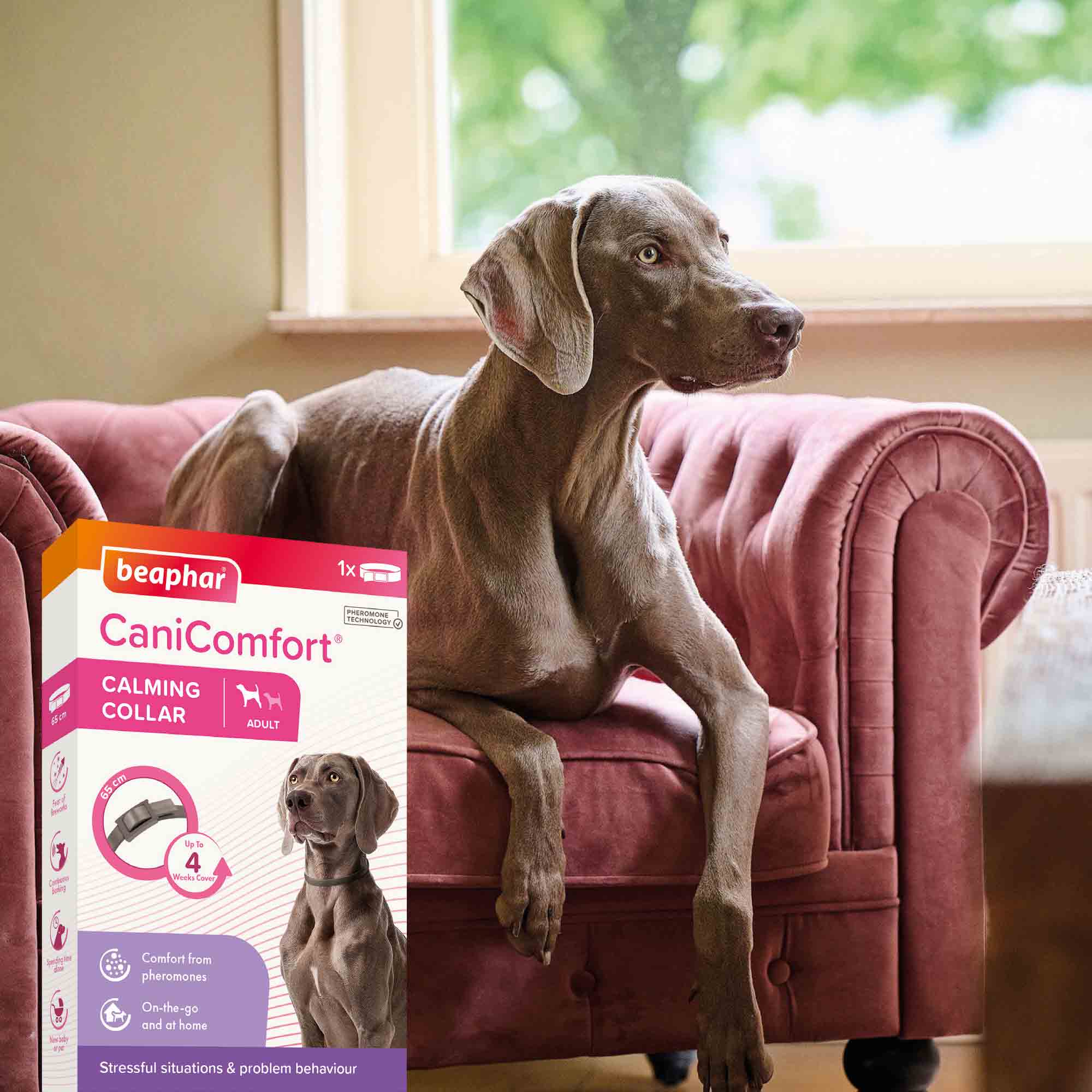 Beaphar CaniComfort Calming Collar for Adult Dogs - Image 5
