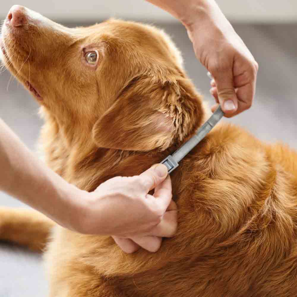Beaphar CaniComfort Calming Collar for Adult Dogs - Image 6