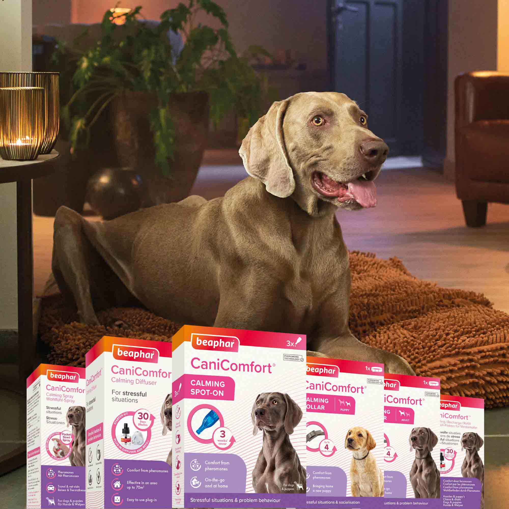Beaphar CaniComfort Calming Spot-On for Dogs - Image 5