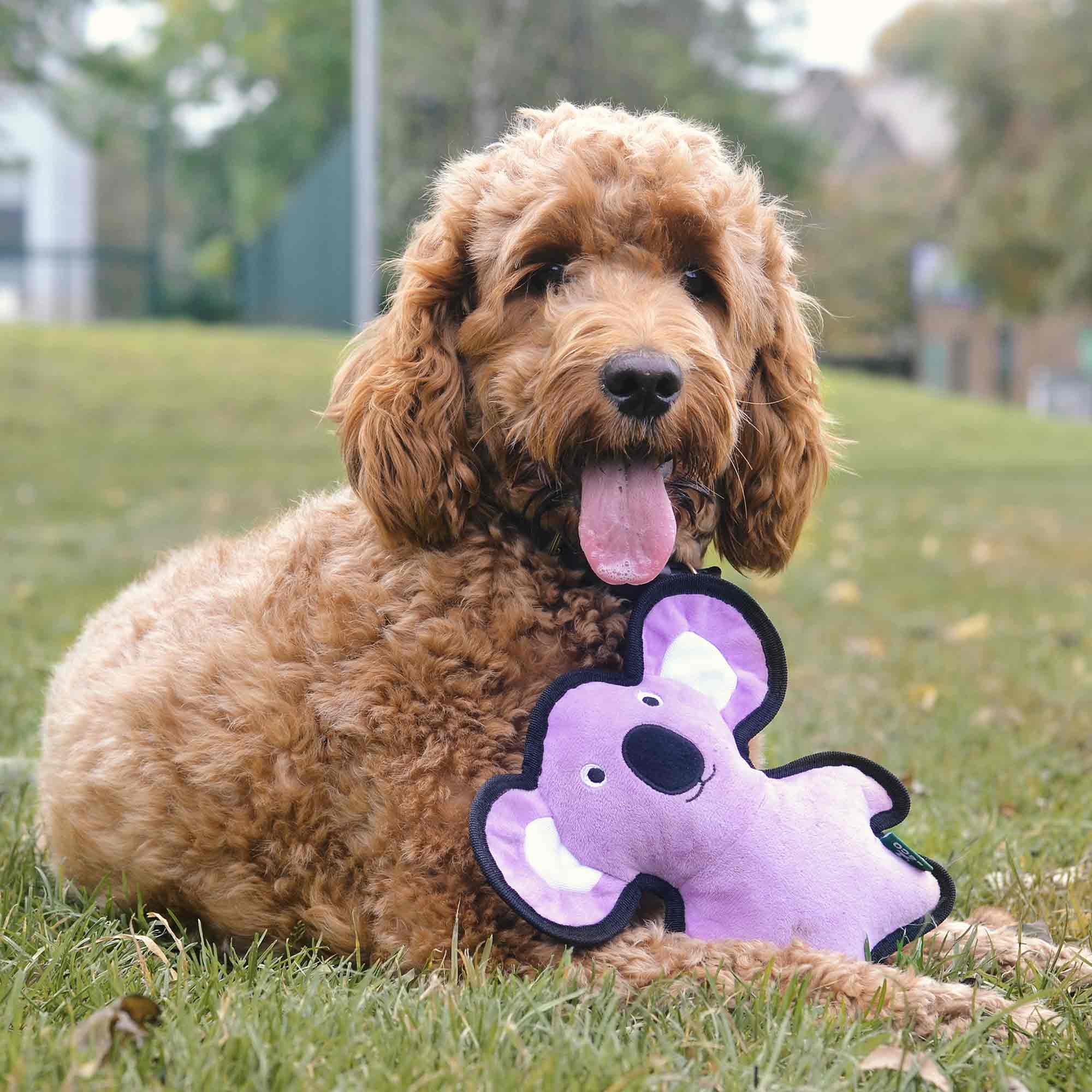 Beco Rough & Tough Recycled Koala Dog Toy - Medium