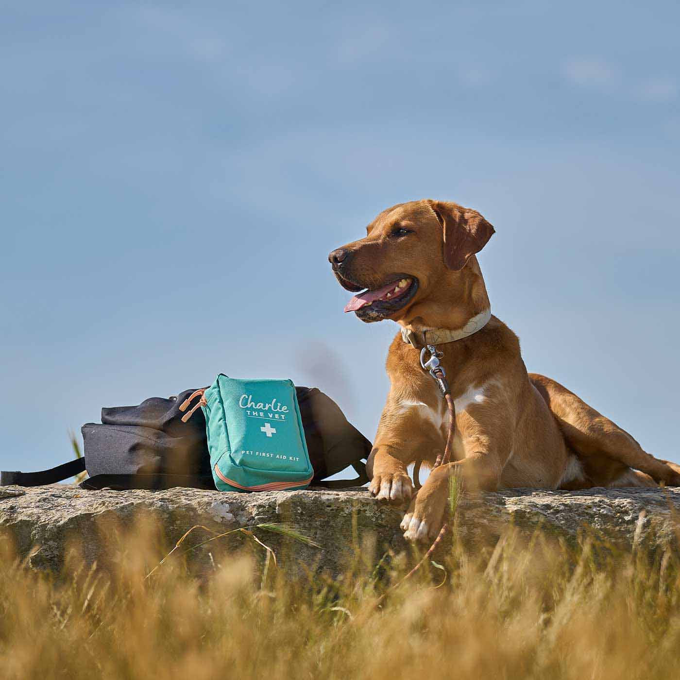 Charlie The Vet Pet First Aid Kit - Image 11