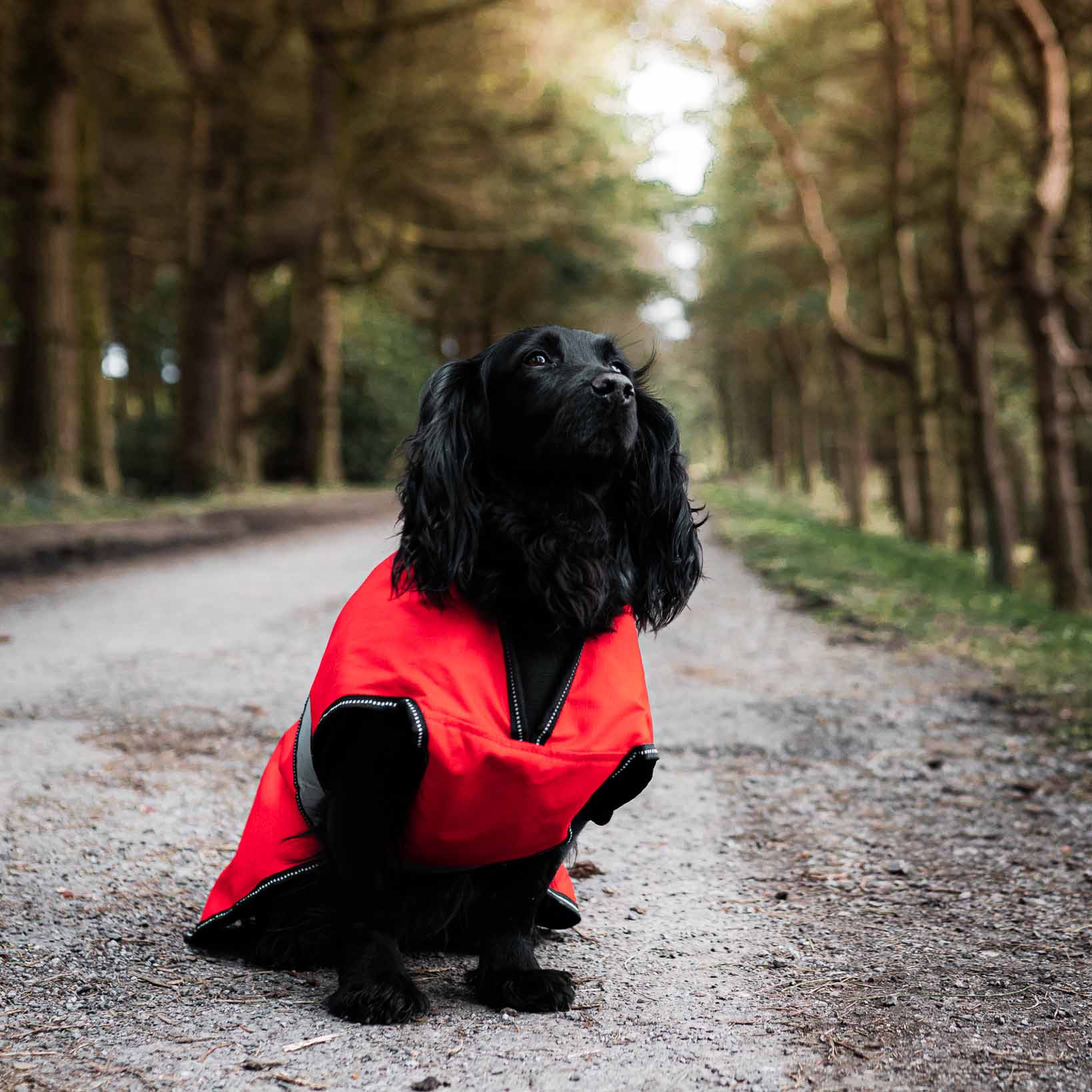 Danish Design 2-in-1 Dog Coat - Orange - Image 4