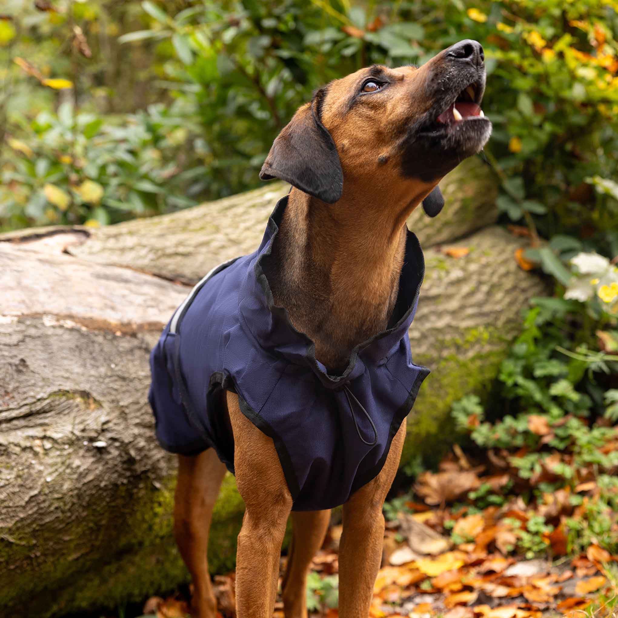Danish Design 3-in-1 Dog Coat - Navy - Image 15