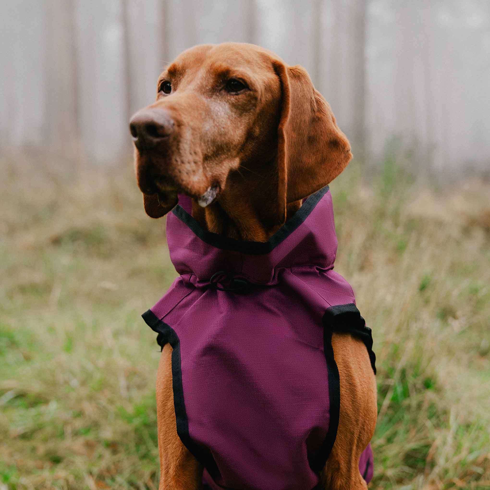 Danish Design 3-in-1 Dog Coat - Plum - Image 13