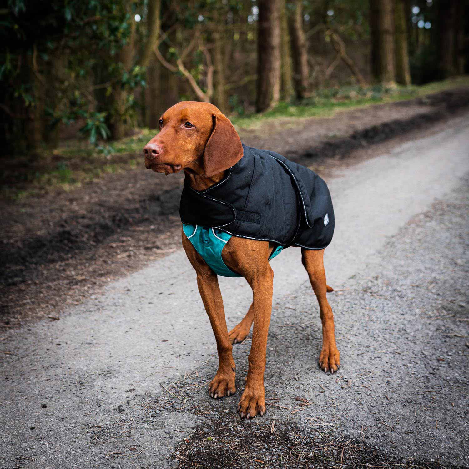 Danish Design Black Harness 2-in-1 Ultimate Dog Coat - Image 3
