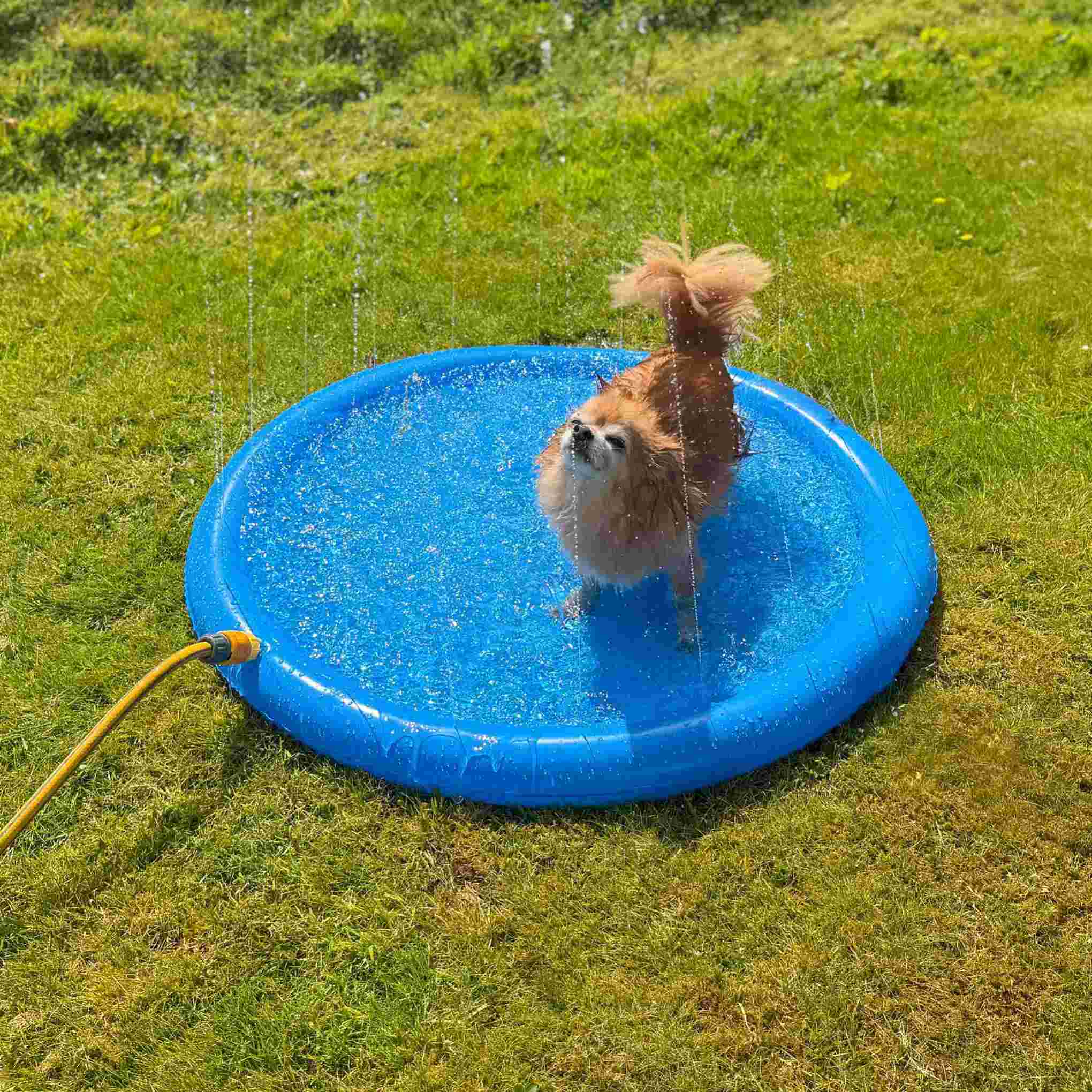 Danish Design Pet Cooling Water Sprinkler - Image 3
