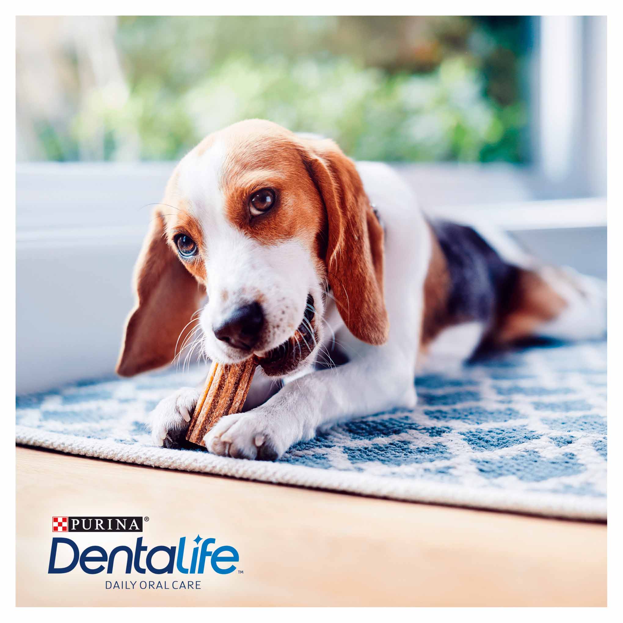 Dentalife Small Adult Dog Treat - 108 Sticks - Image 11