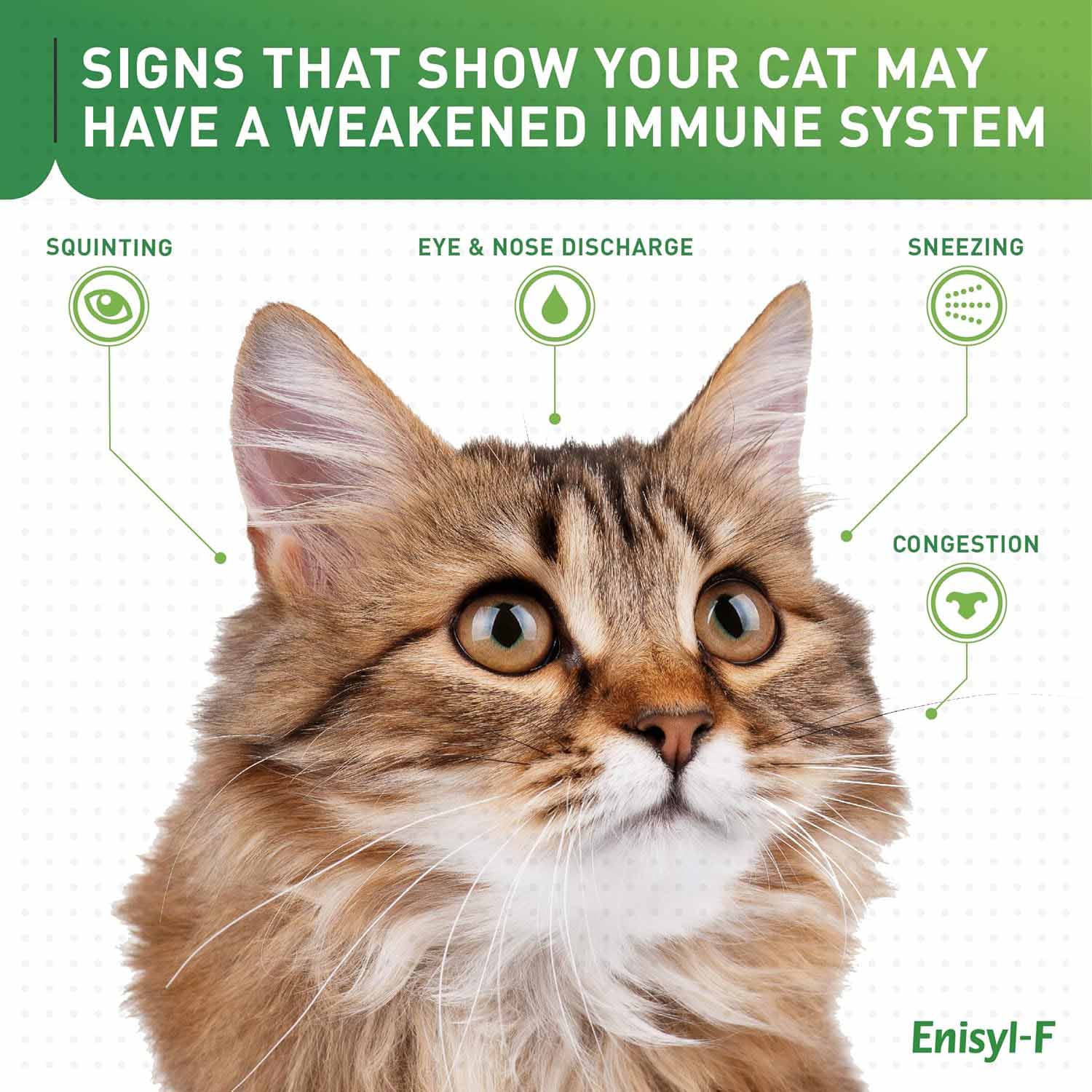 Enisyl F-Paste For Cats - 100ml - Image 4