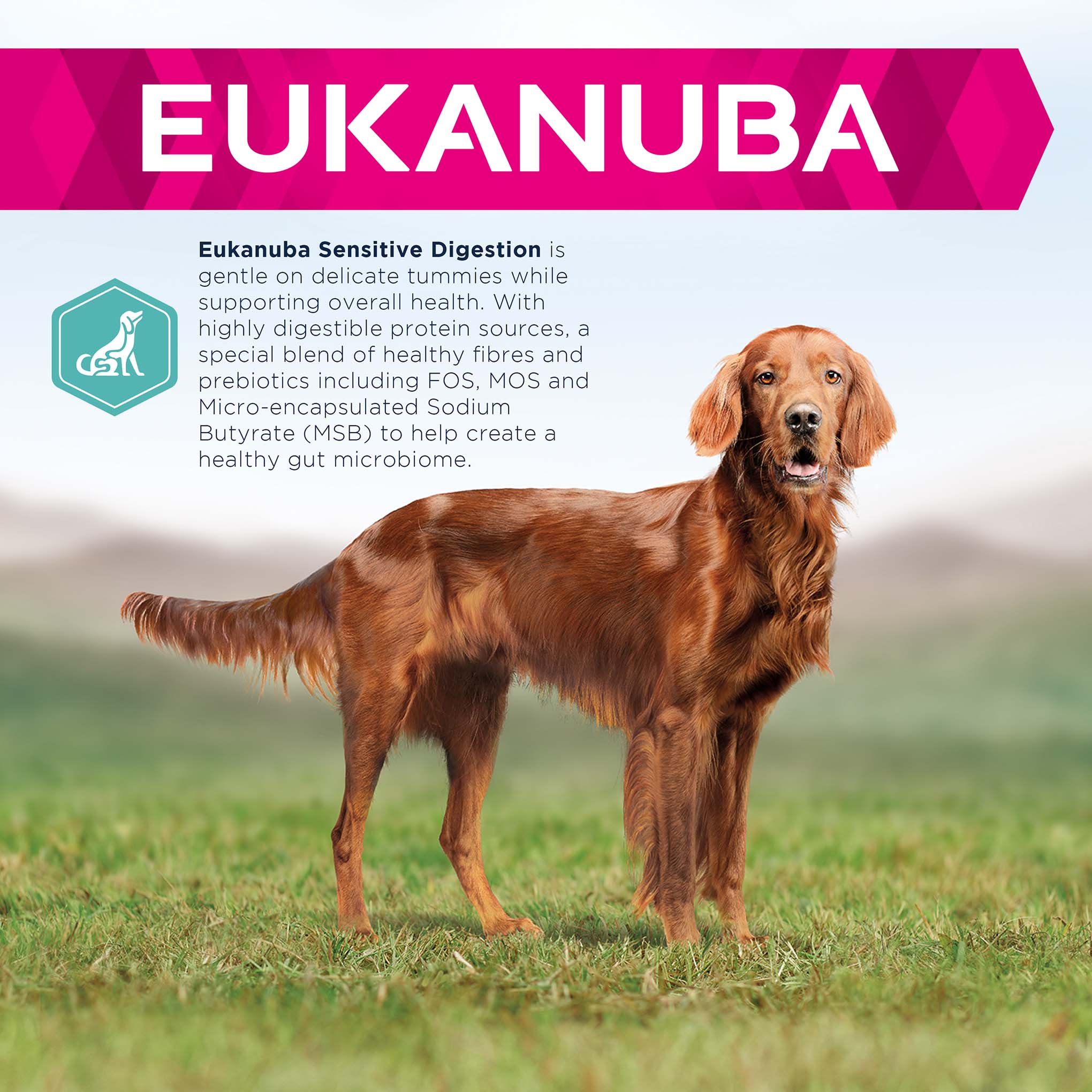 Eukanuba Daily Care Sensitive Digestion Adult Dry Dog Food - Chicken - Image 3