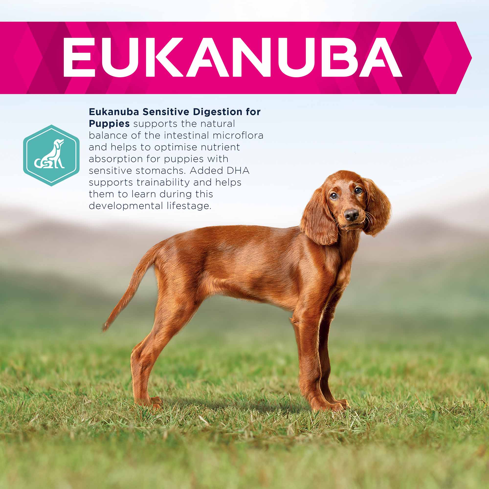 Eukanuba Daily Care Sensitive Digestion Puppy Dry Dog Food - Chicken - Image 3
