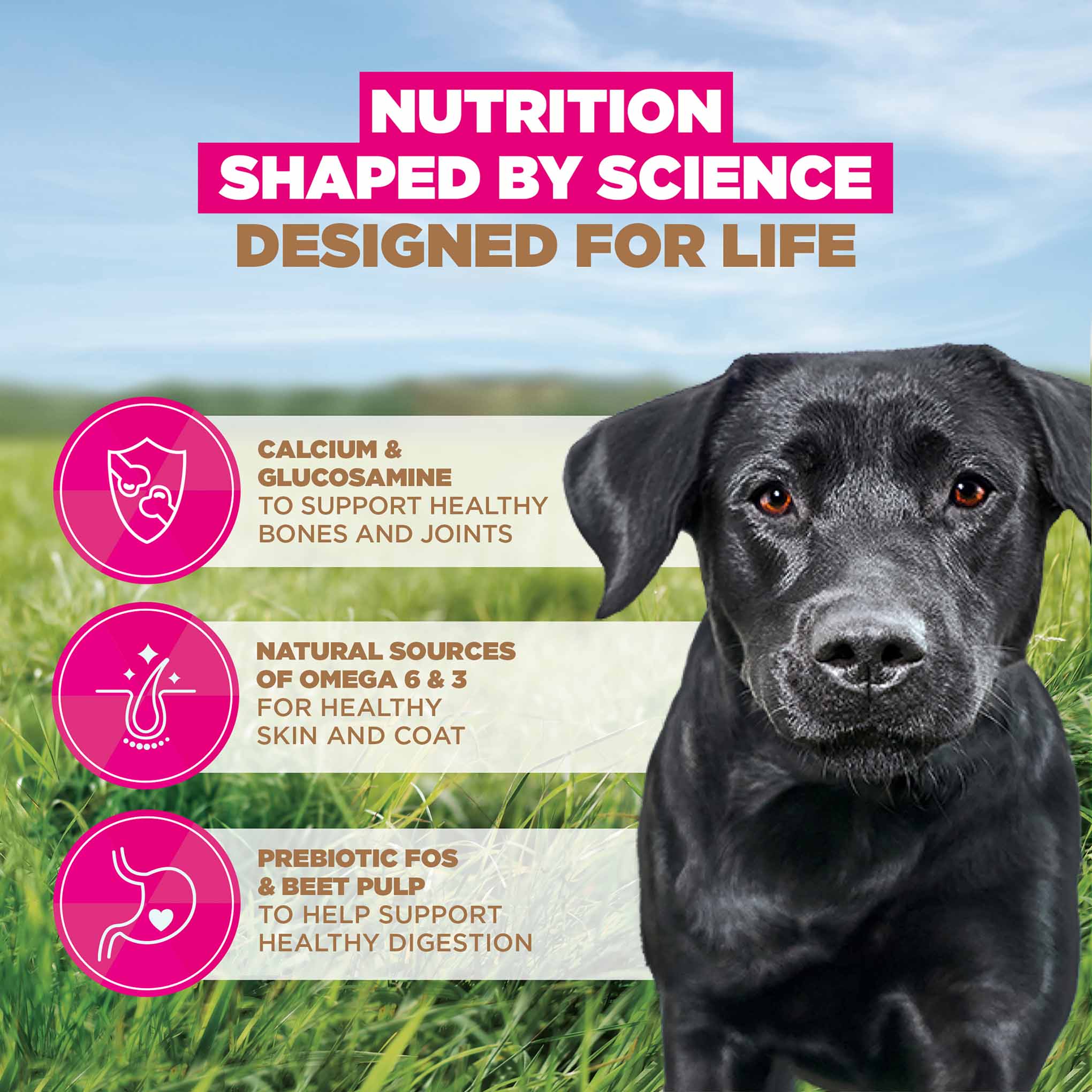 Eukanuba Grain Free Large Breed Adult Dry Dog Food - Chicken - Image 4