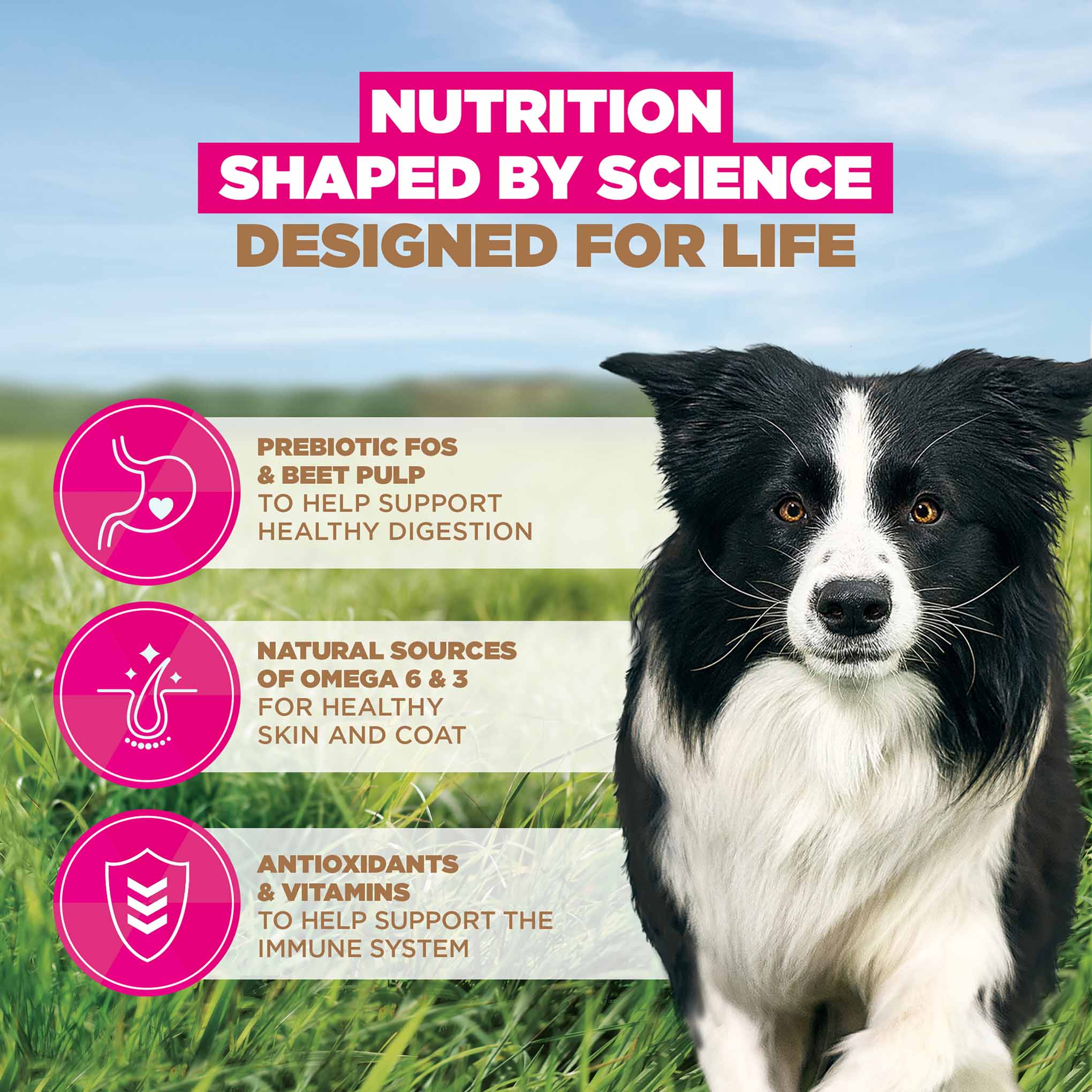 Eukanuba Grain Free Small/Medium Breed Adult Dry Dog Food - Chicken - Image 4