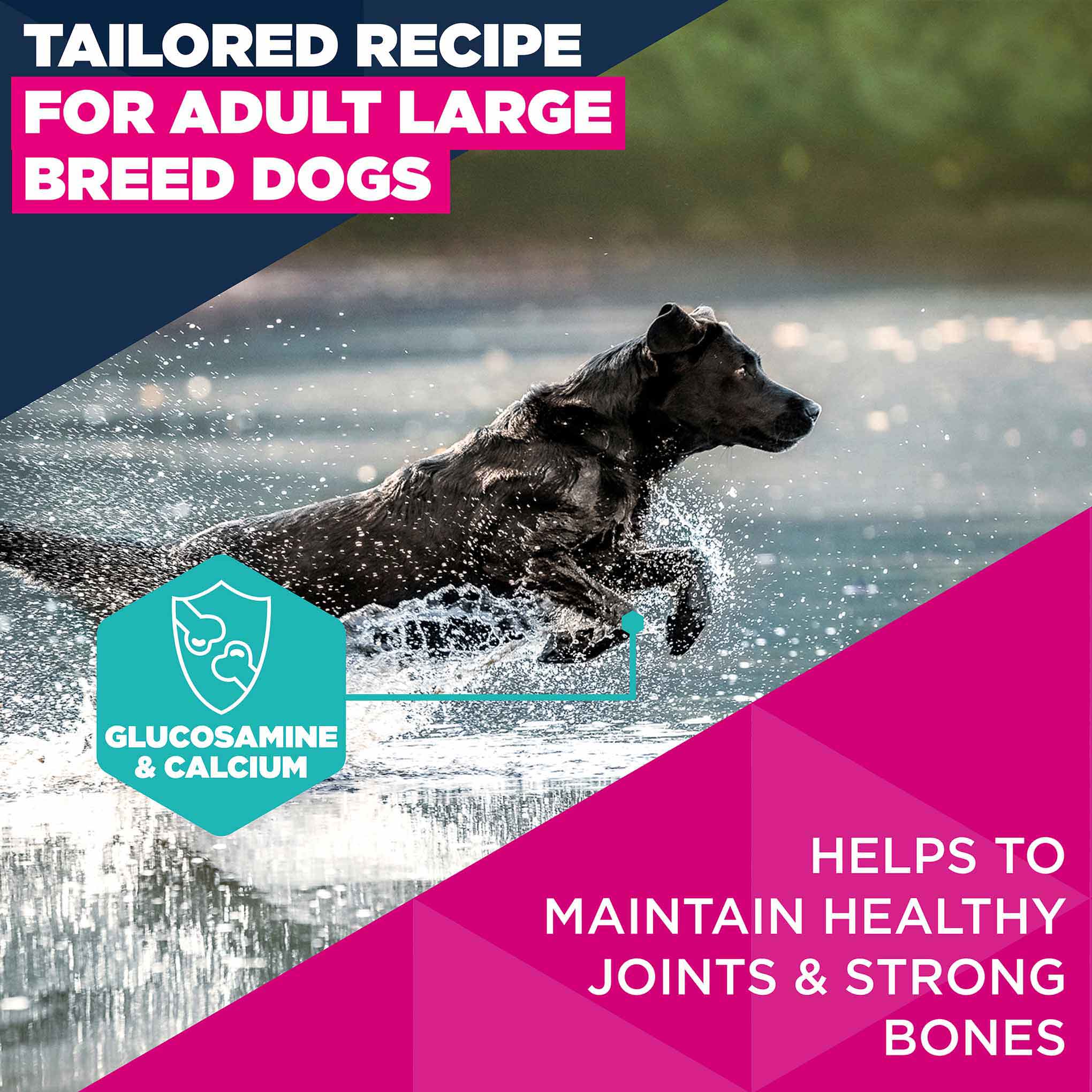 Eukanuba Large Breed Adult Dry Dog Food - Chicken - Image 3