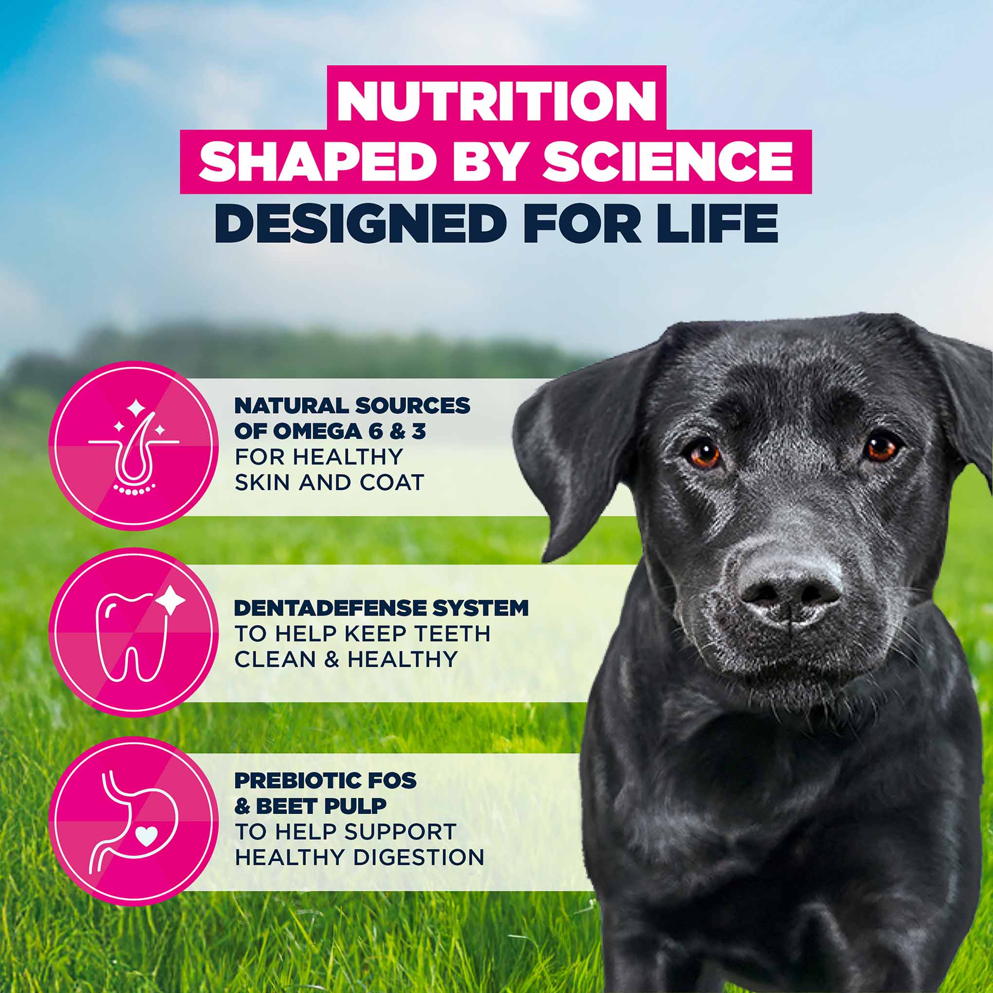 Eukanuba Large Breed Adult Dry Dog Food - Chicken - Image 4