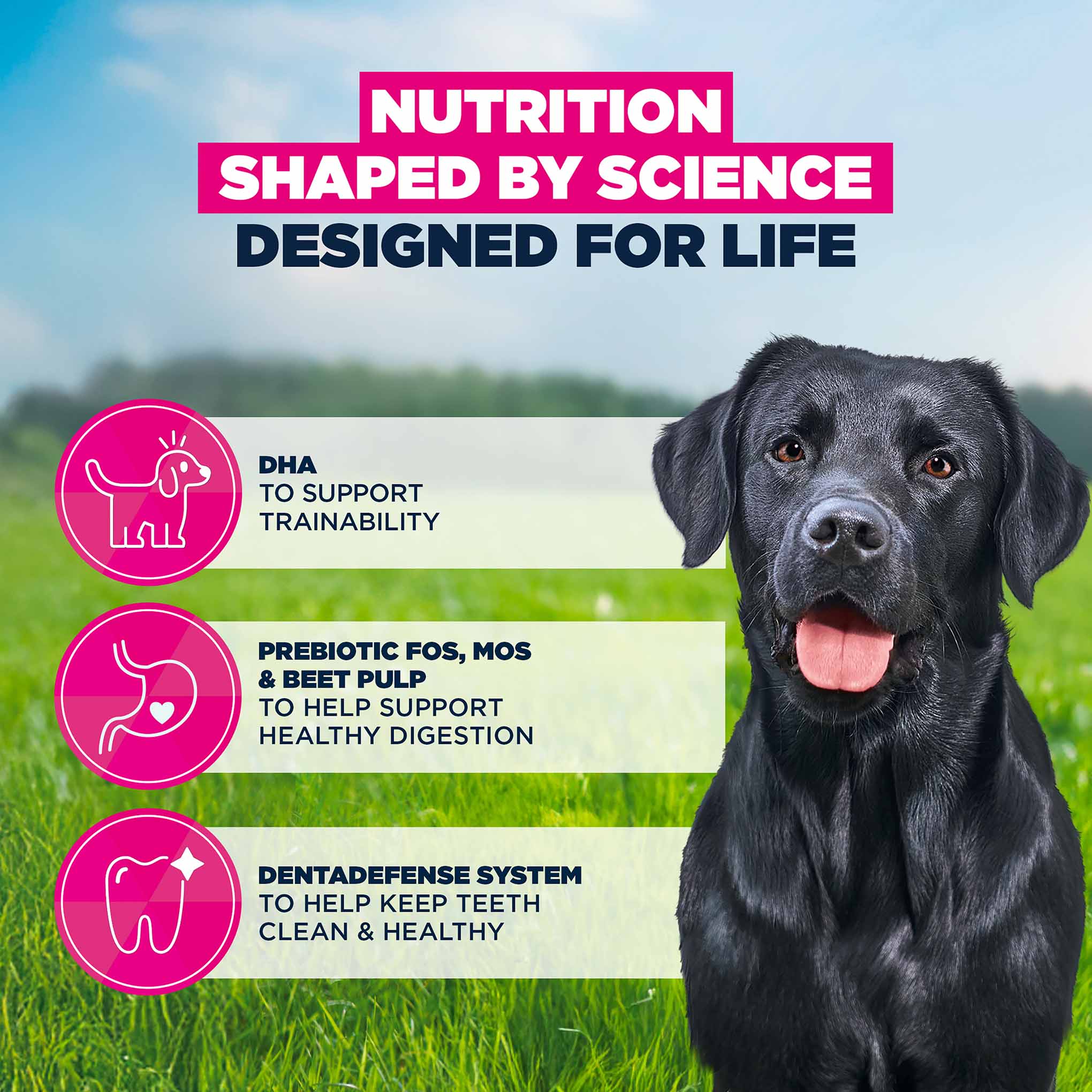 Eukanuba Large Breed Junior Dry Dog Food - Chicken - Image 5