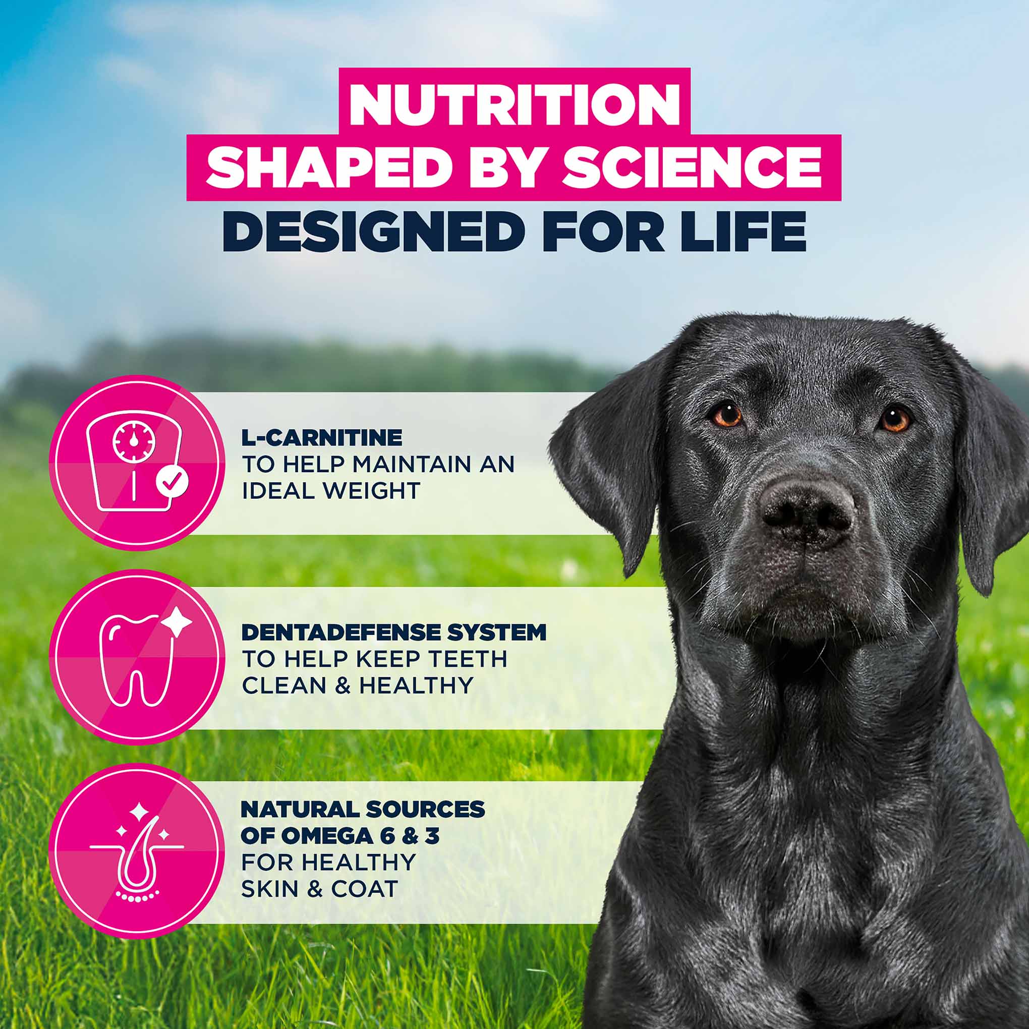 Eukanuba Large Breed Mature Dog Food - Chicken - Image 5