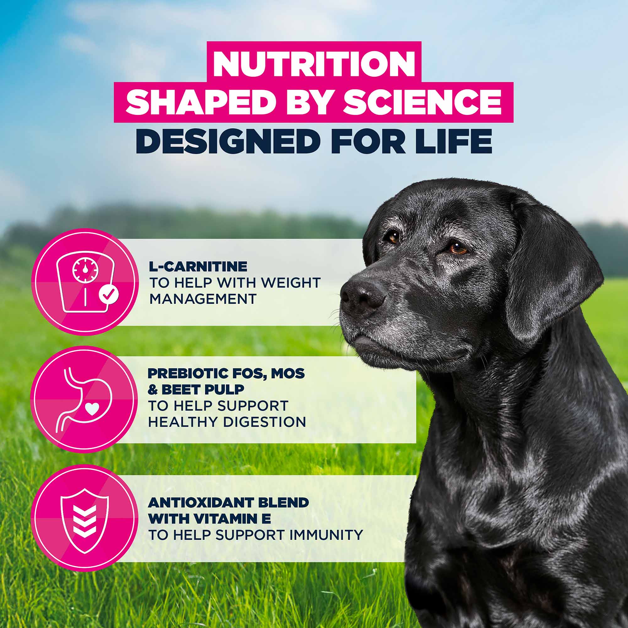 Eukanuba Large Breed Senior Dry Dog Food - Chicken - Image 5