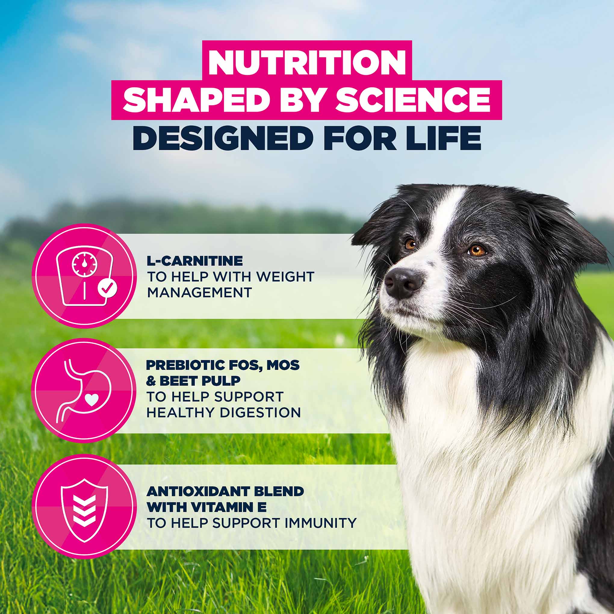 Eukanuba Medium Breed Senior Dry Dog Food - Chicken - Image 5