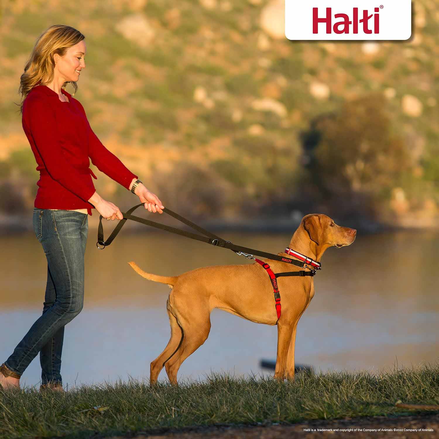 Halti Front Control Harness - Image 6