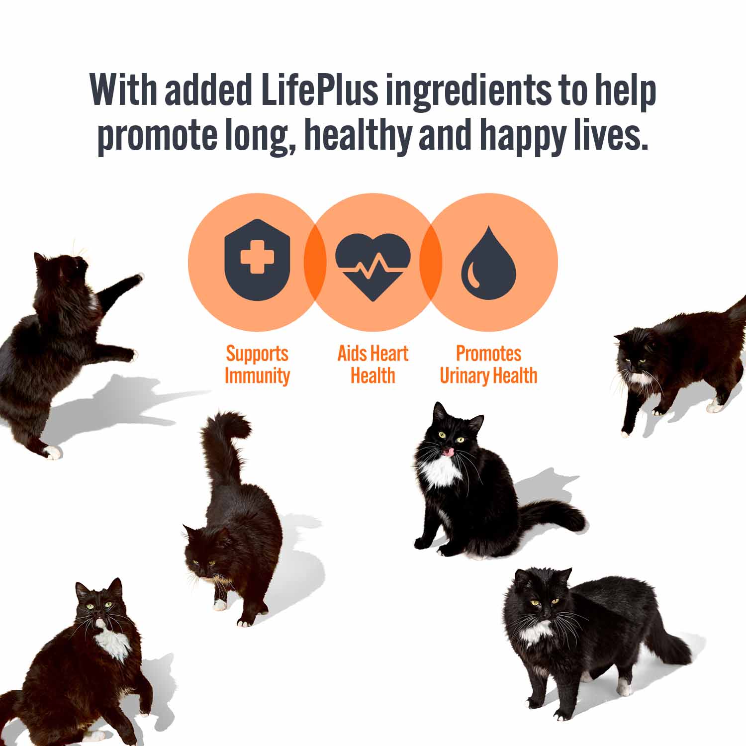 HiLife Adult Wet Cat Food - Chicken Pate Recipes - 32x70g Pouches - Image 4