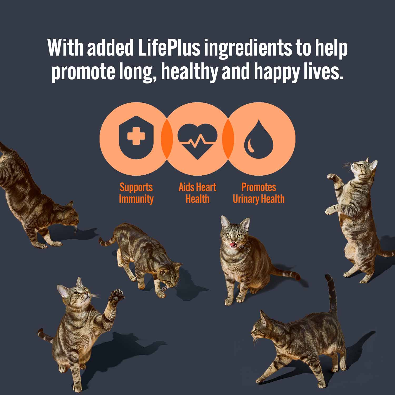 HiLife Adult Wet Cat Food in Jelly - Ocean Fish Recipes - 32x70g Pouches - Image 3
