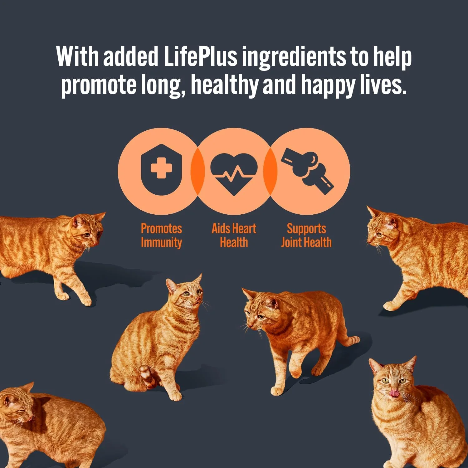 HiLife Mature Wet Cat Food - Chicken Pate & Tuna in Jelly - 32x70g Pouches - Image 7