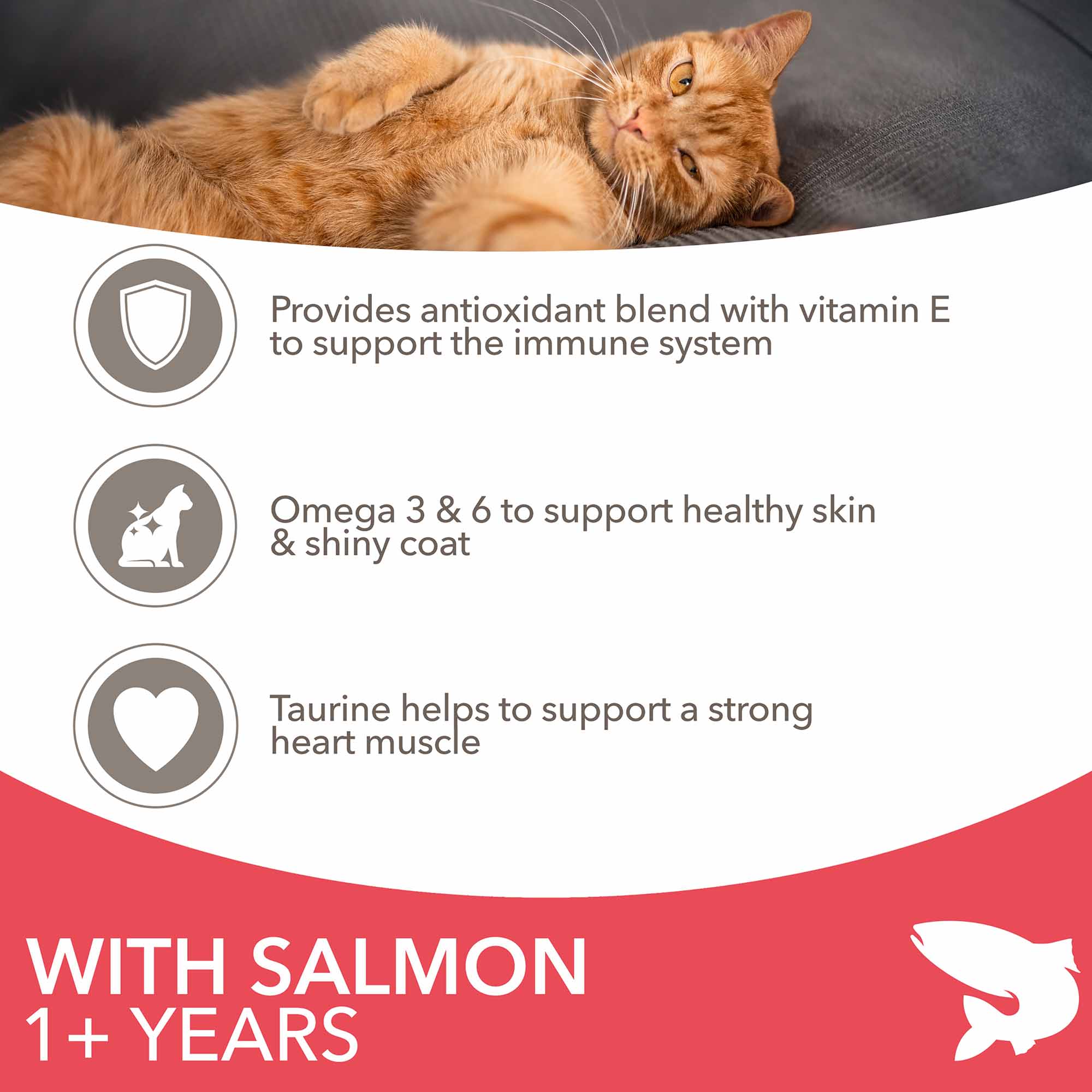 IAMS Adult Dry Cat Food - Salmon - Image 2
