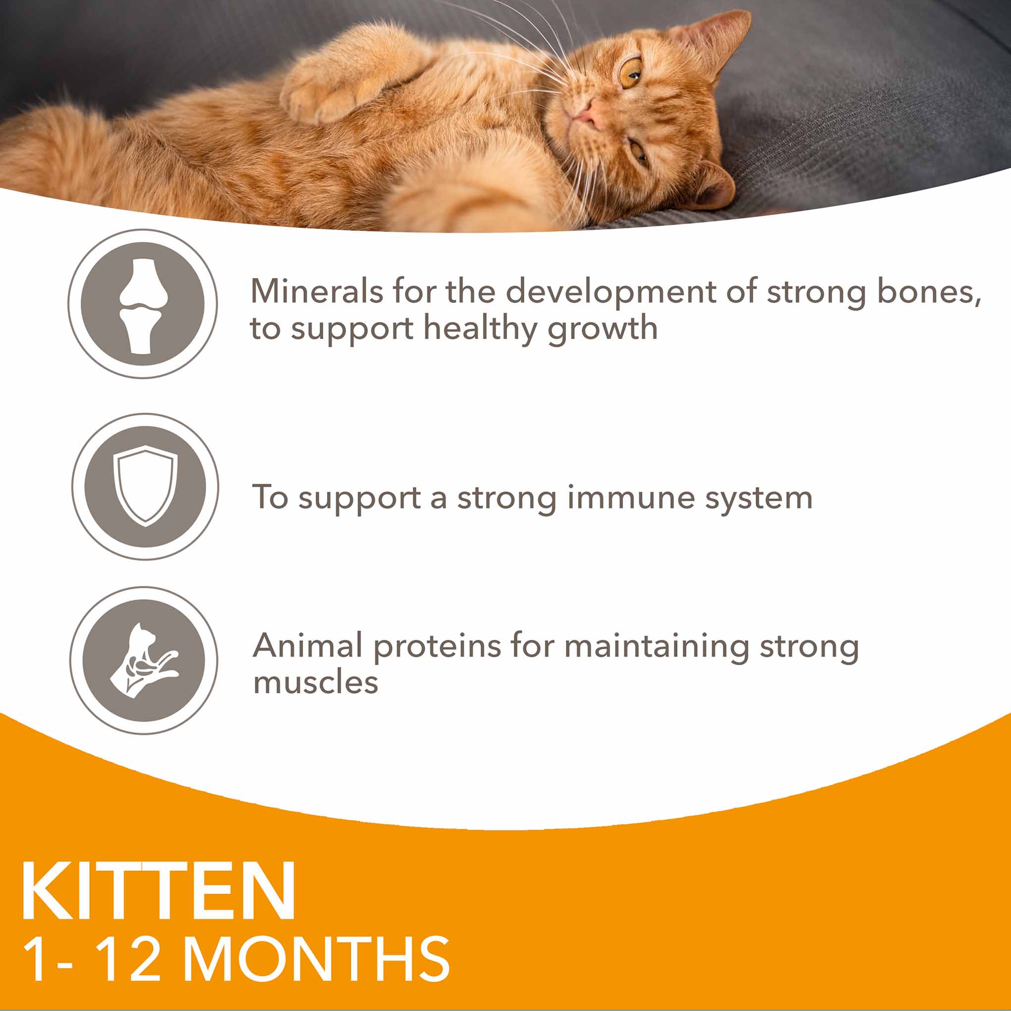 Iams Kitten Wet Cat Food in Gravy - Chicken - 12x85g Pouches - Image 5