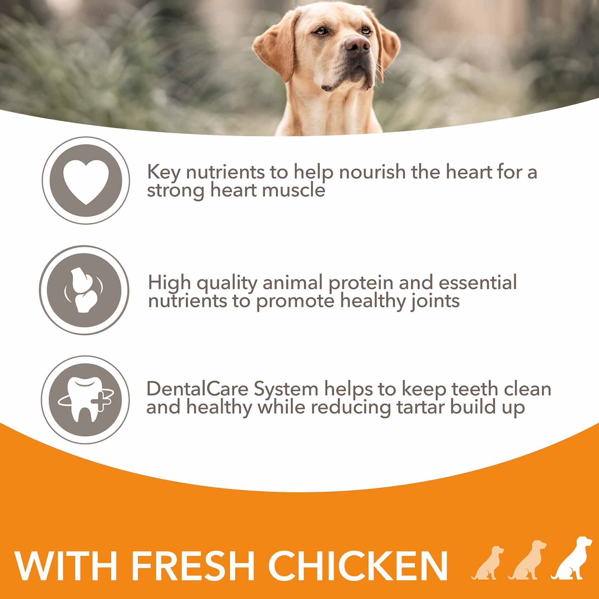 IAMS Large Breed Senior Dry Dog Food - Chicken - Image 2