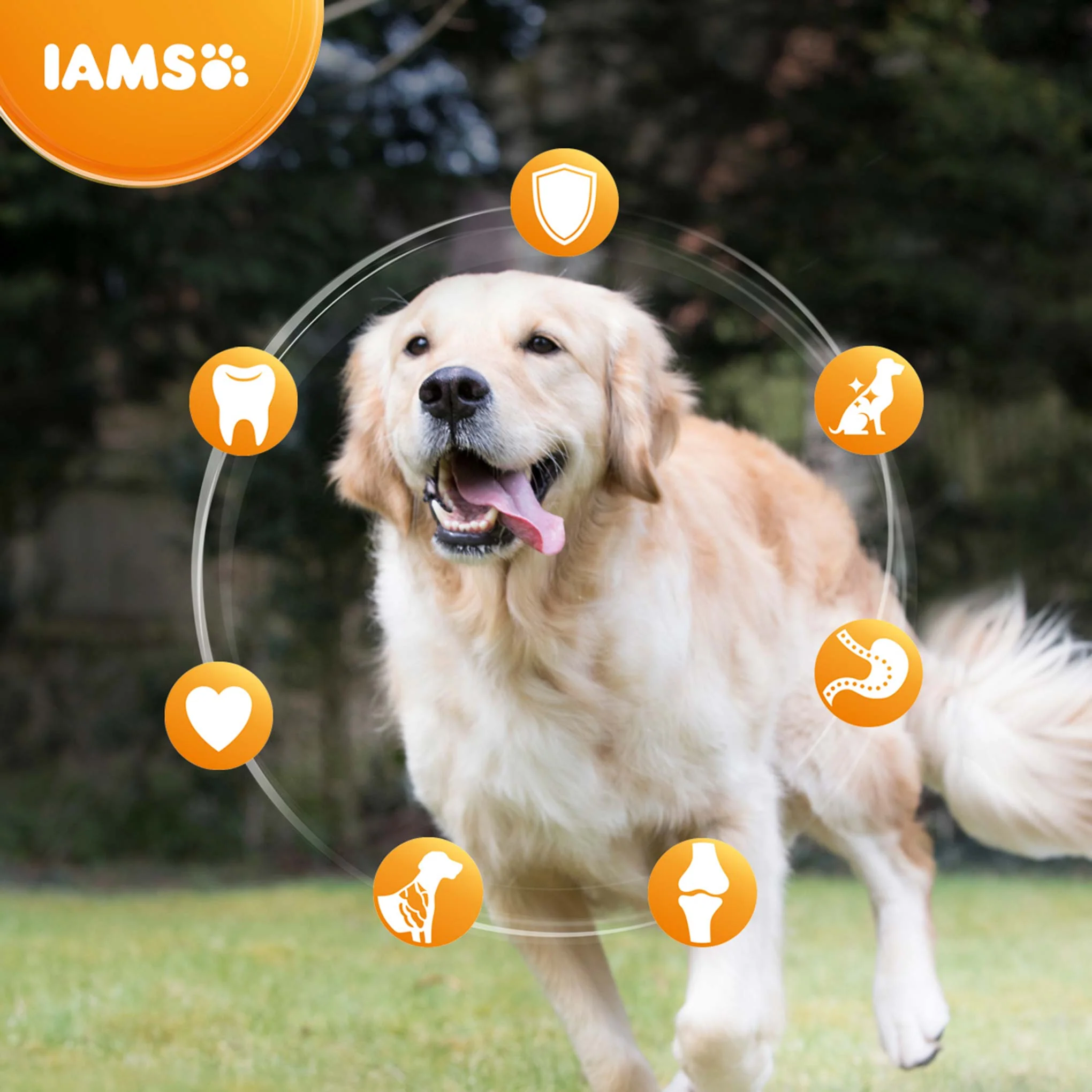 IAMS Large Breed Senior Dry Dog Food - Chicken - Image 4