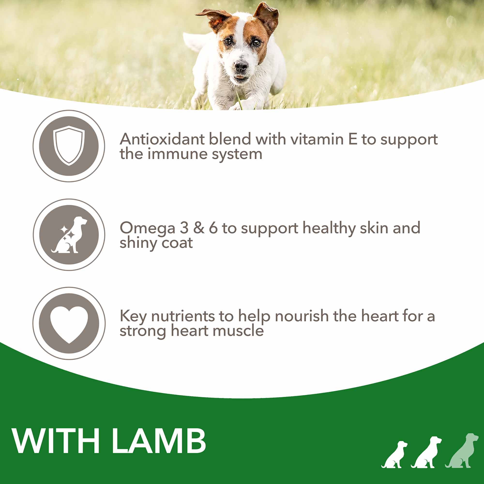 IAMS Small & Medium Breed Adult Dry Dog Food - Lamb - Image 5