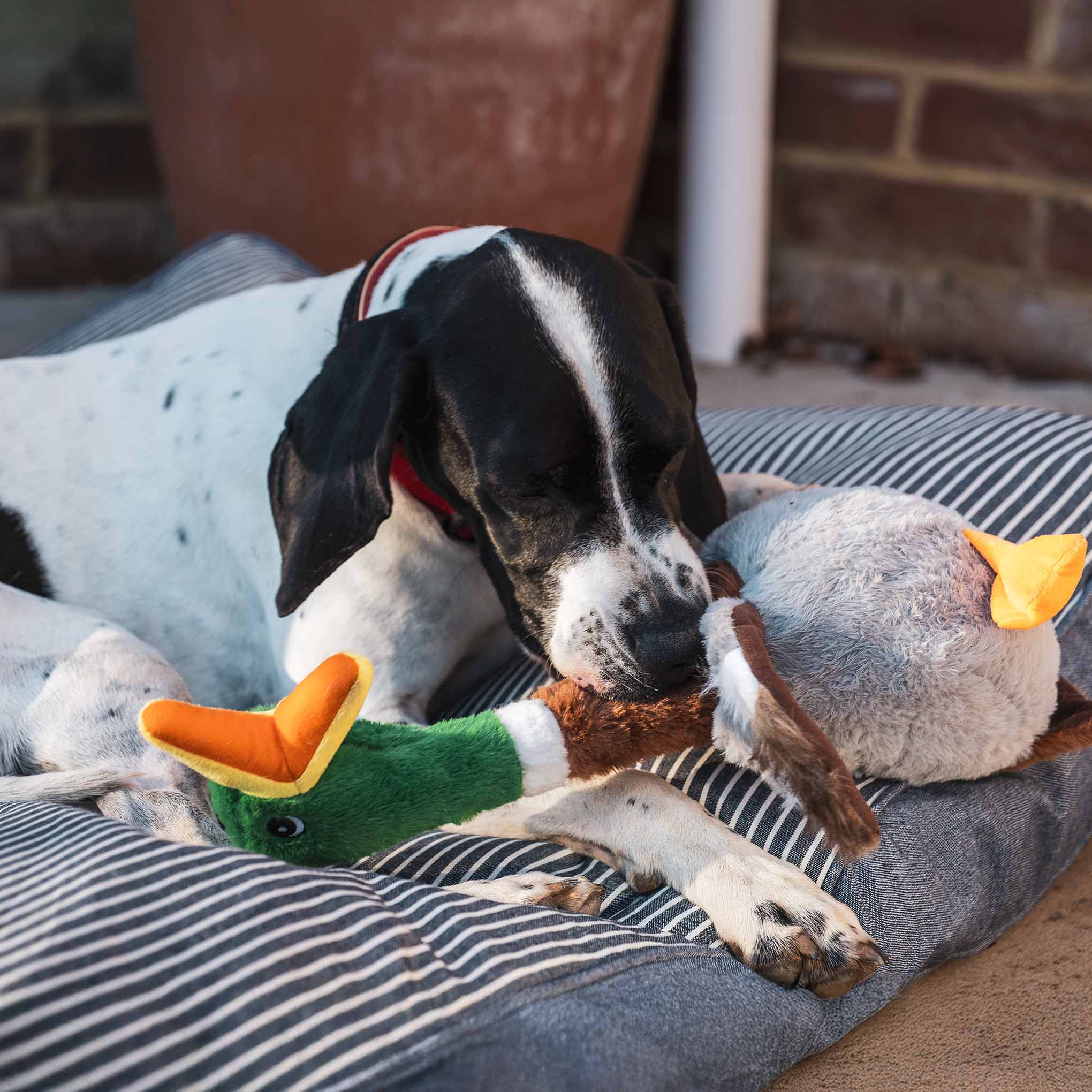 KONG Shakers Honkers Duck Dog Toy - Large - Image 2