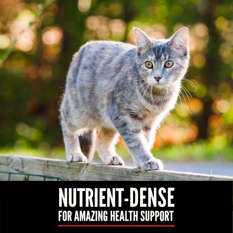 Orijen Six Fish Grain Free Dry Cat Food - Image 6