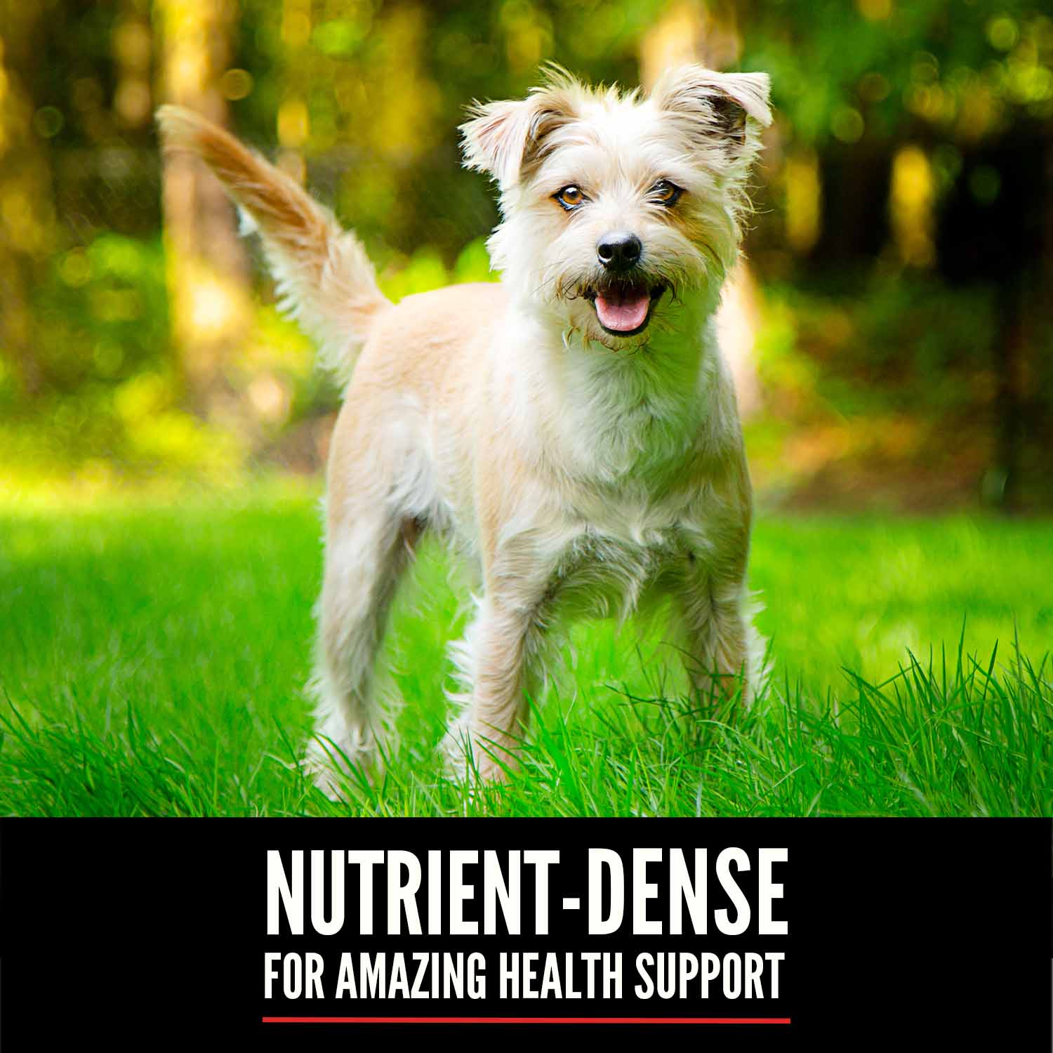 Orijen Small Breed Grain Free Dry Dog Food - Image 7