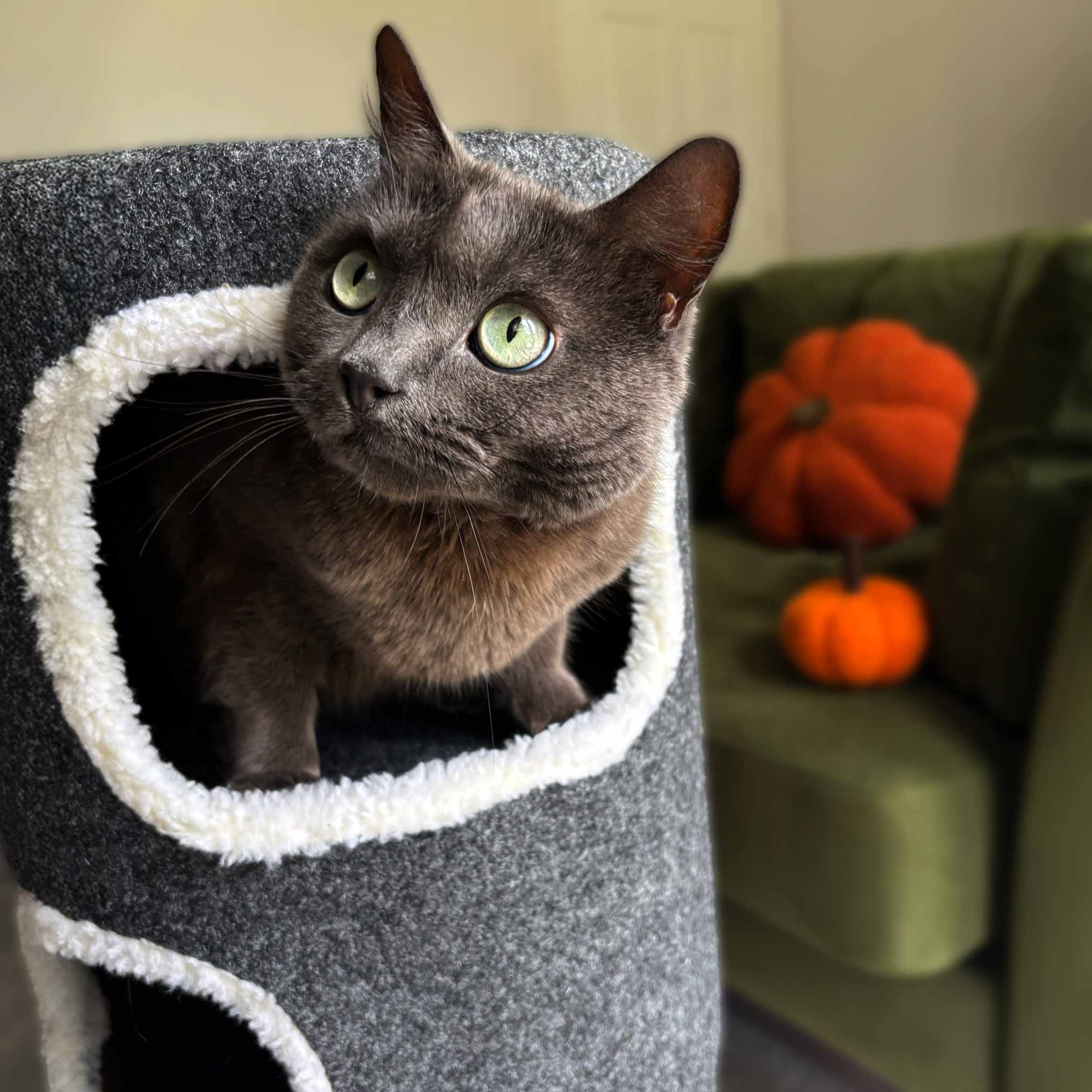 Purrshire Felt Two Level Cat Stool House - 76cm Height - Image 3