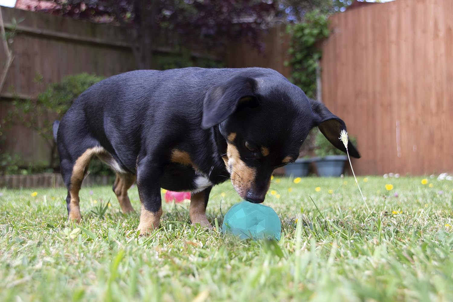 Rosewood Biosafe Puppy Treat Dispensing Toy - Blue - Ball - Image 2