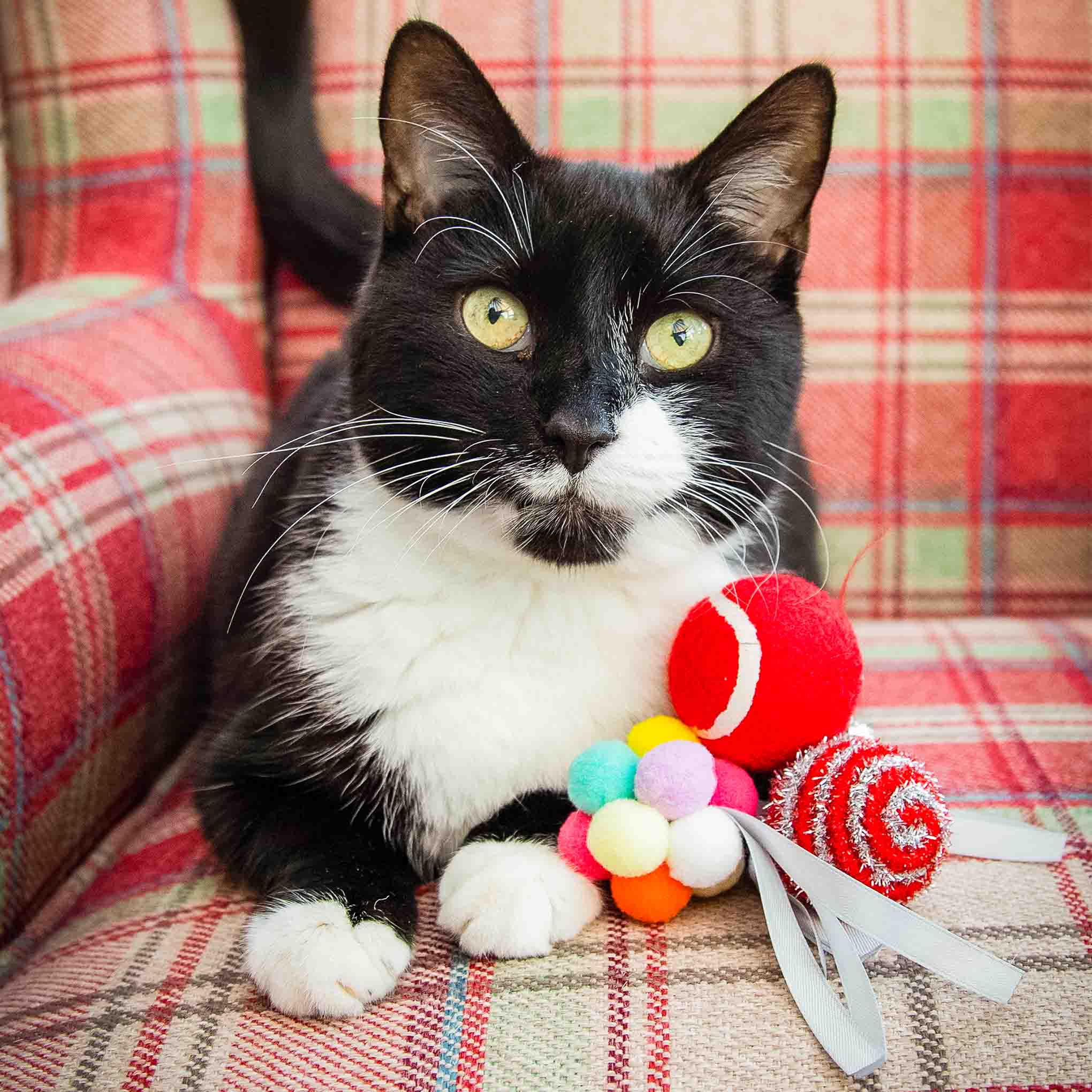 Rosewood Cupid & Comet Festive Ball Gift Box for Cats - Image 2
