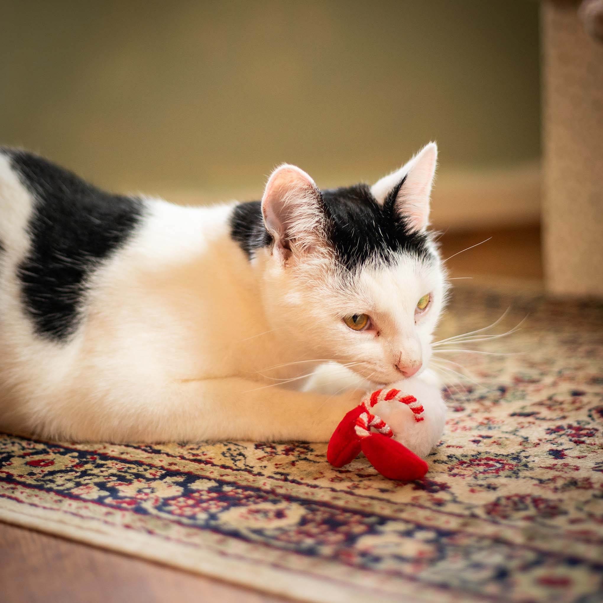 Rosewood Cupid & Comet Gus Gonk Cat Toy - Image 4