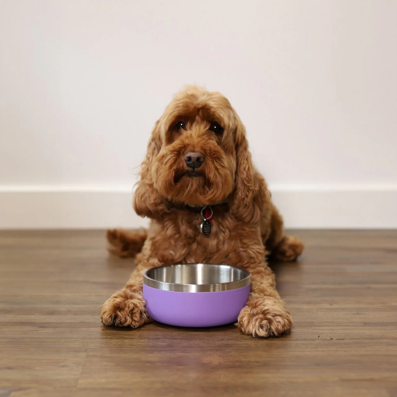 Rosewood Premium Pet Bowl - Lilac - 700ml - Image 2