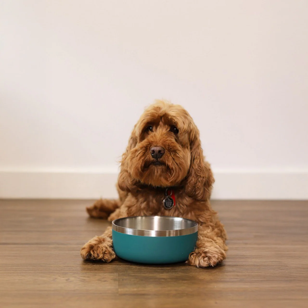 Rosewood Premium Pet Bowl - Teal - 350ml - Image 4