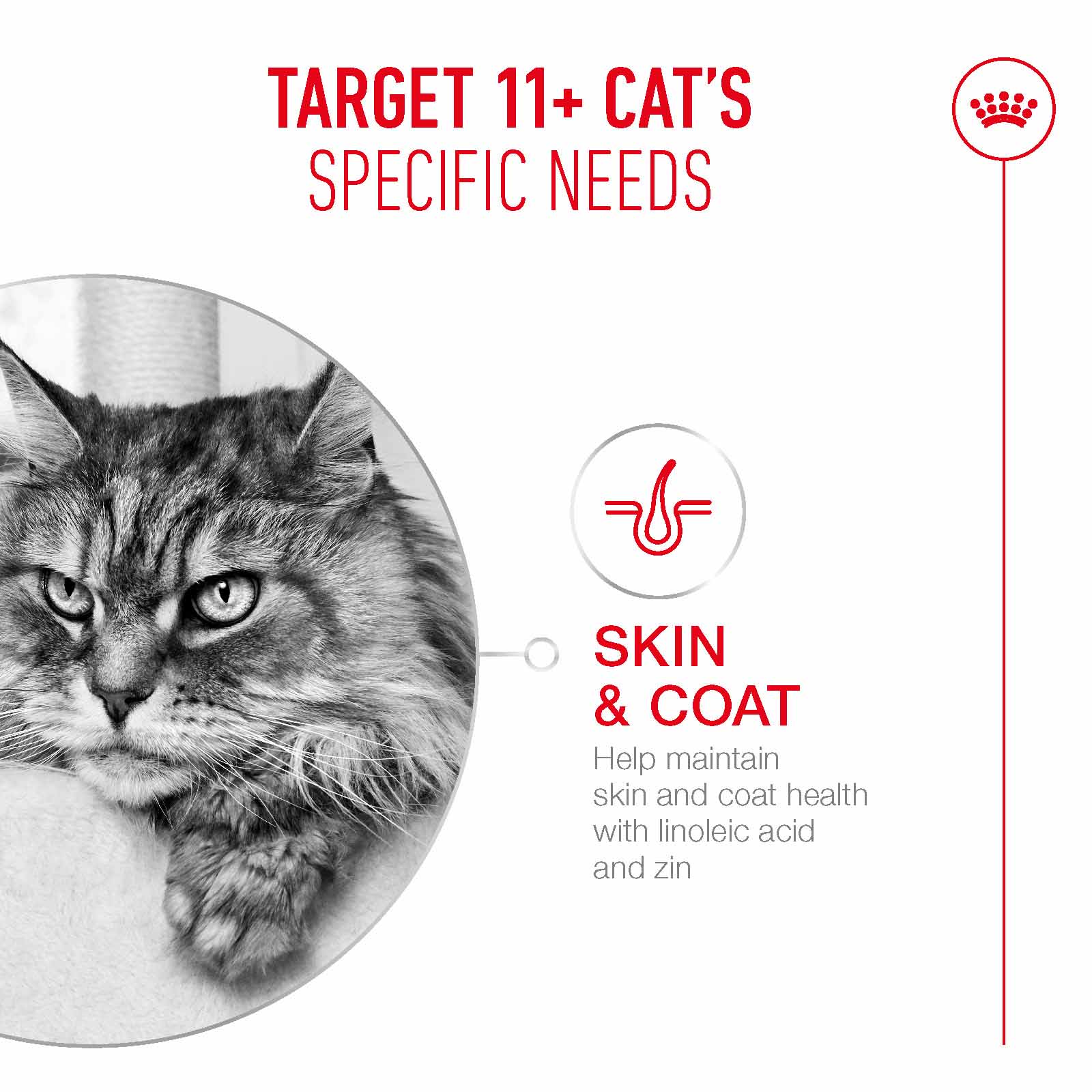 Royal Canin Ageing 11+ Senior Dry Cat Food - Image 9