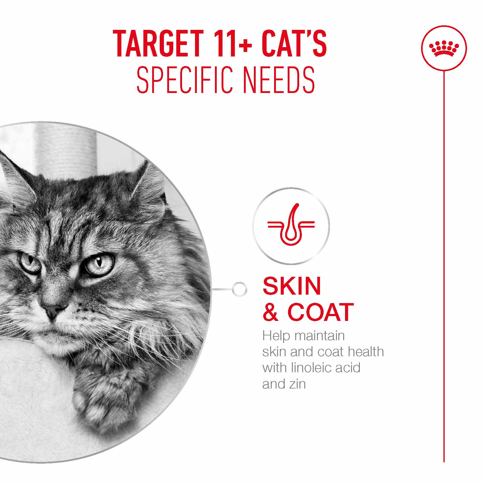 Royal Canin Ageing 11+ Senior Wet Cat Food Chunks in Jelly - 12x85g Pouches - Image 4