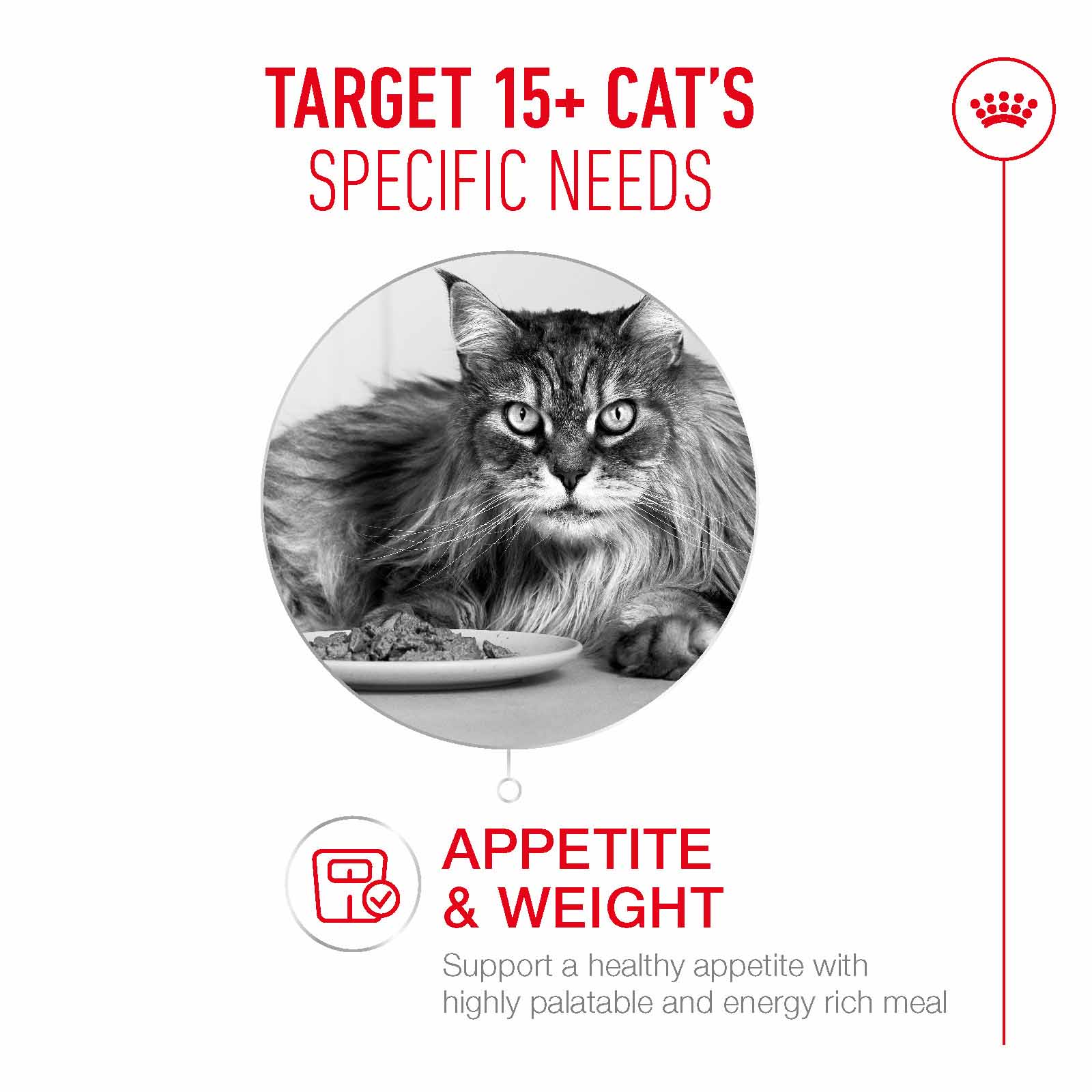 Royal Canin Ageing 15+ Senior Dry Cat Food - Image 2