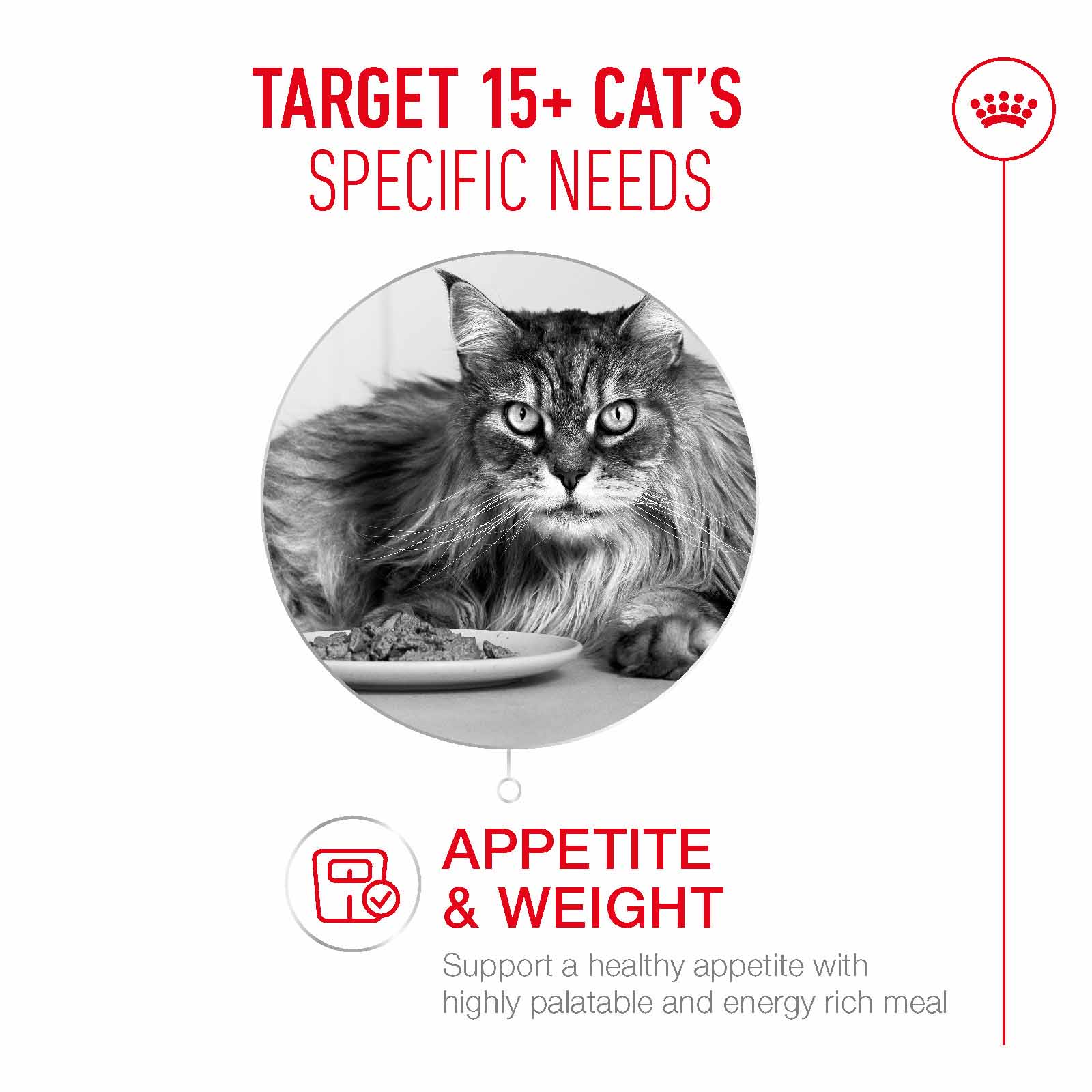 Royal Canin Ageing 15+ Senior Wet Cat Food Chunks in Gravy - 12x85g Pouches - Image 3