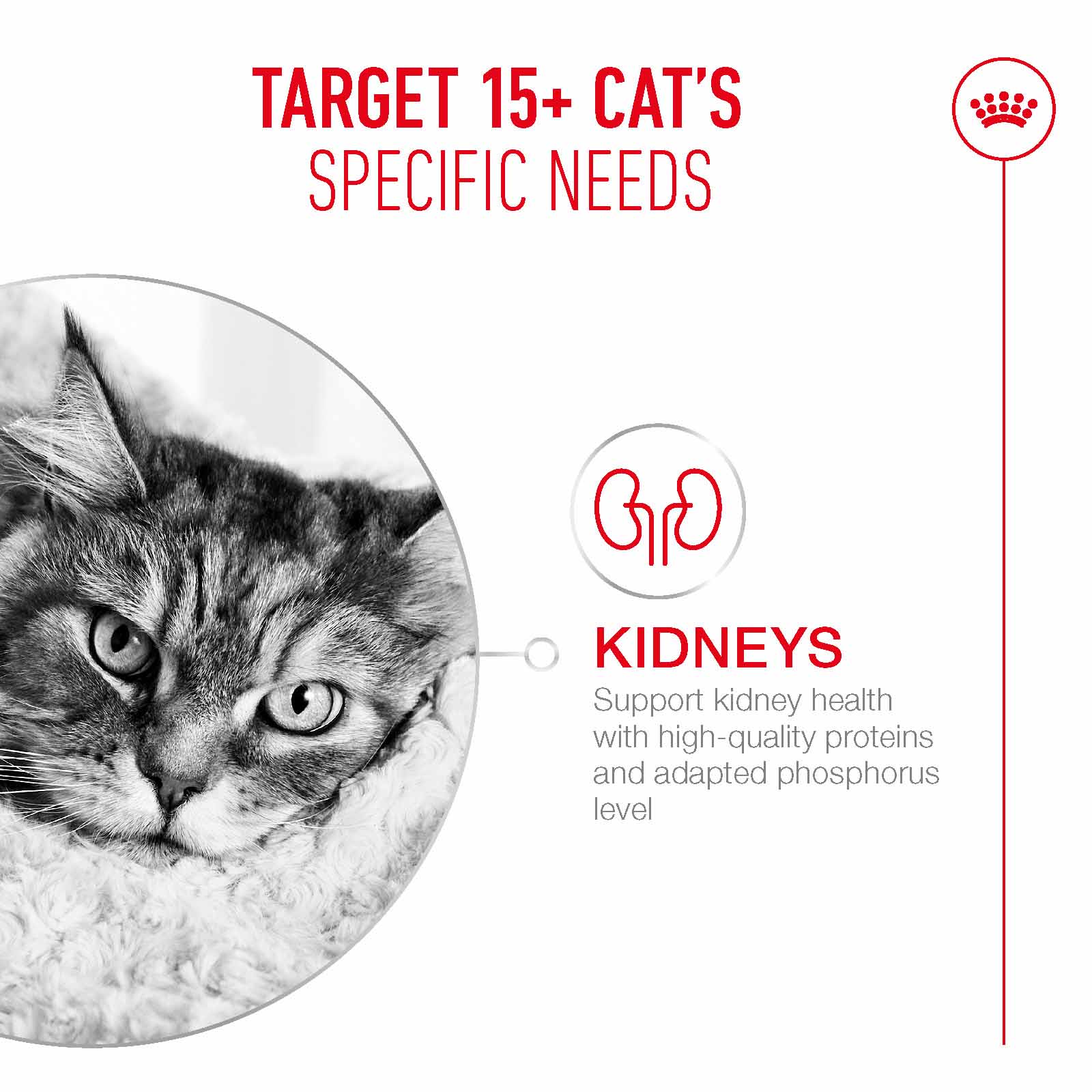 Royal Canin Ageing 15+ Senior Wet Cat Food Chunks in Gravy - 12x85g Pouches - Image 4