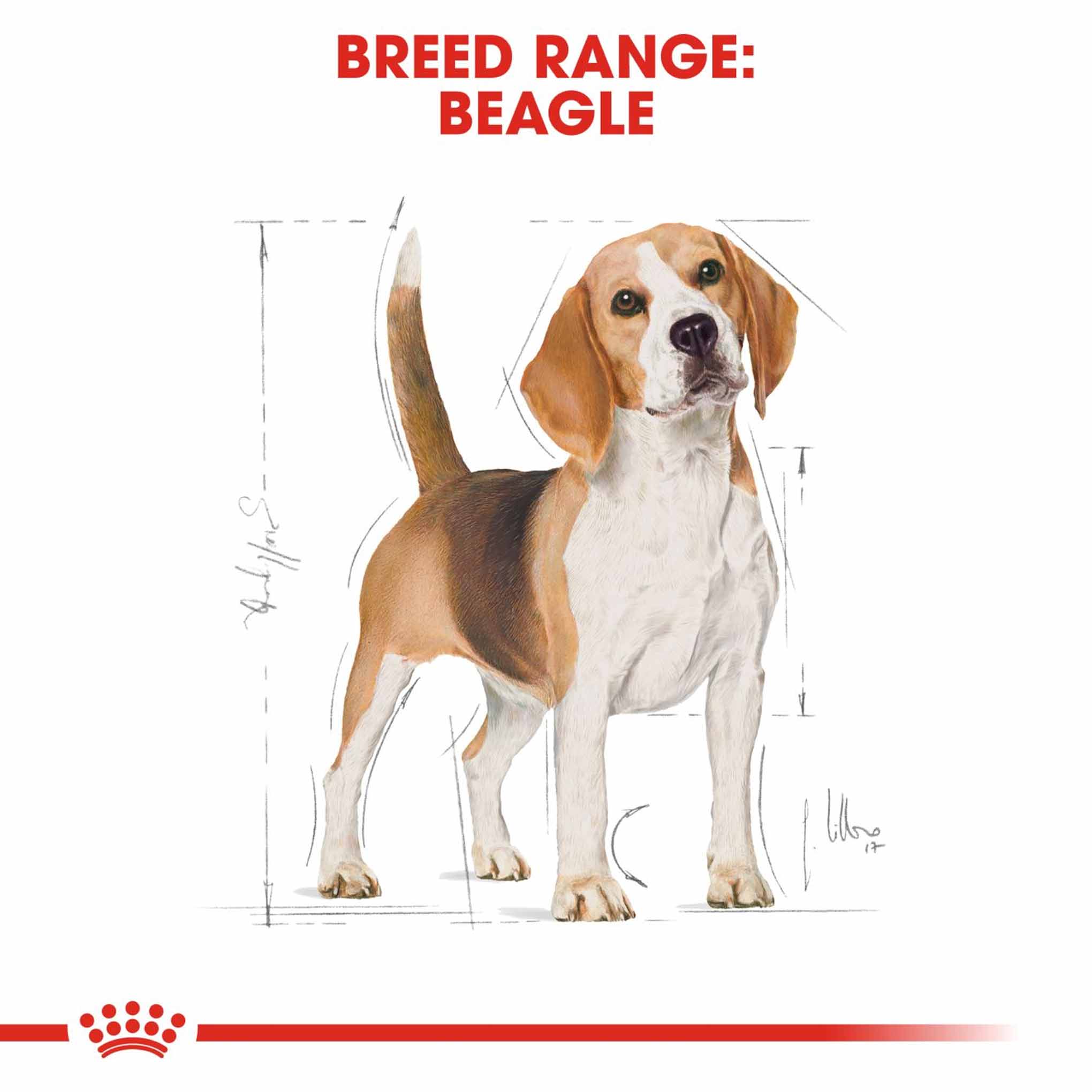 Royal Canin Breed Health Nutrition Beagle Adult Dry Dog Food - Image 3